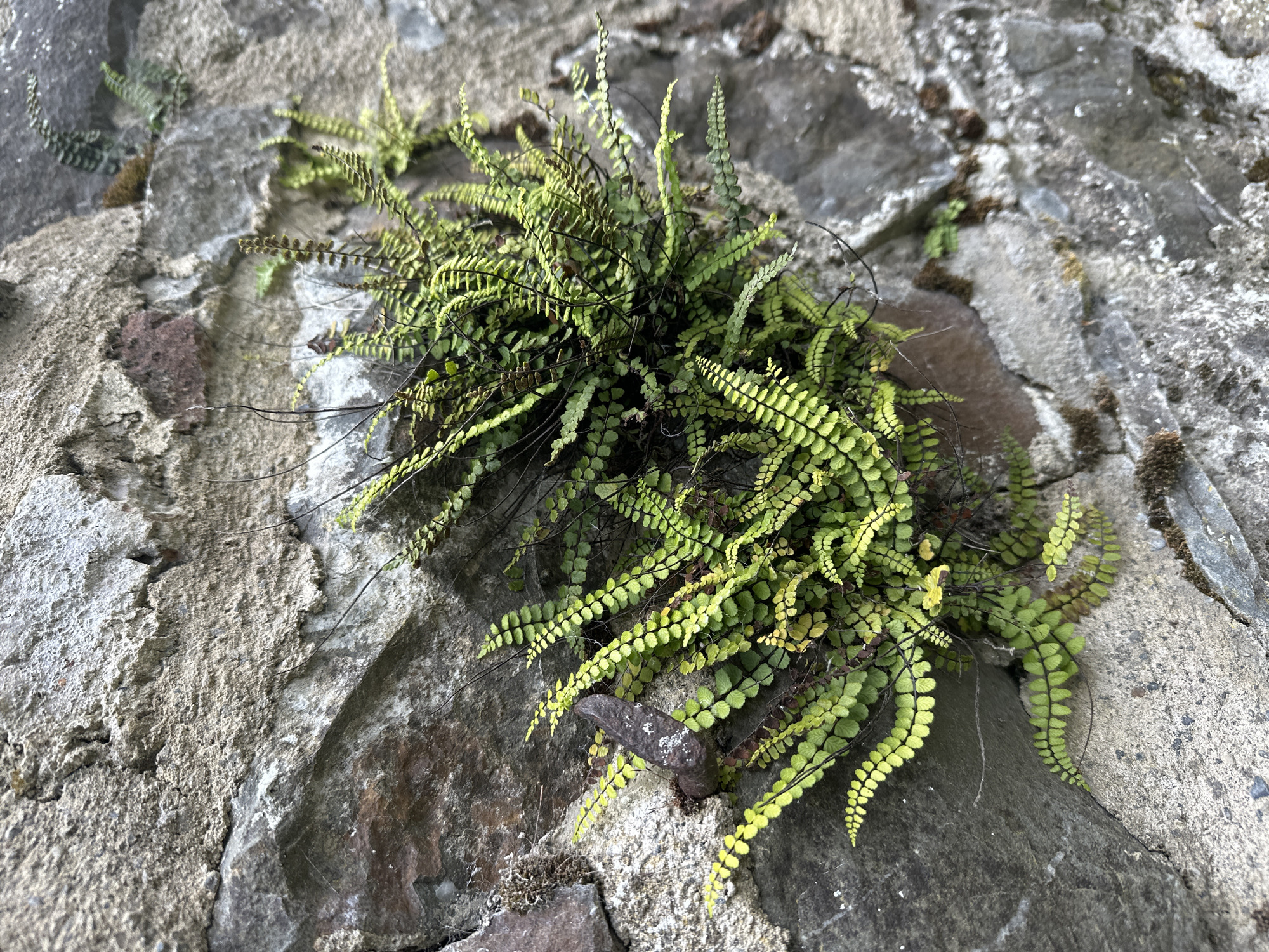 The image shows a patch of vibrant green ferns growing on a weathered stone wall. The stones are varied in size and color, ranging from grey to reddish-brown, with some areas showing signs of cement mortar. A rusty metal object, possibly a spike or bolt, is embedded in the wall to the left of the ferns. The ferns are delicate with small, feathery fronds, some of which are lighter green or yellowish, indicating new growth or differing light exposure. The wall appears to be an outdoor structure, possibly part of a historic building or ruin. The scene is captured in natural light, with shadows cast by the uneven stone and foliage. This image was taken in Castlecomer, Ireland.
