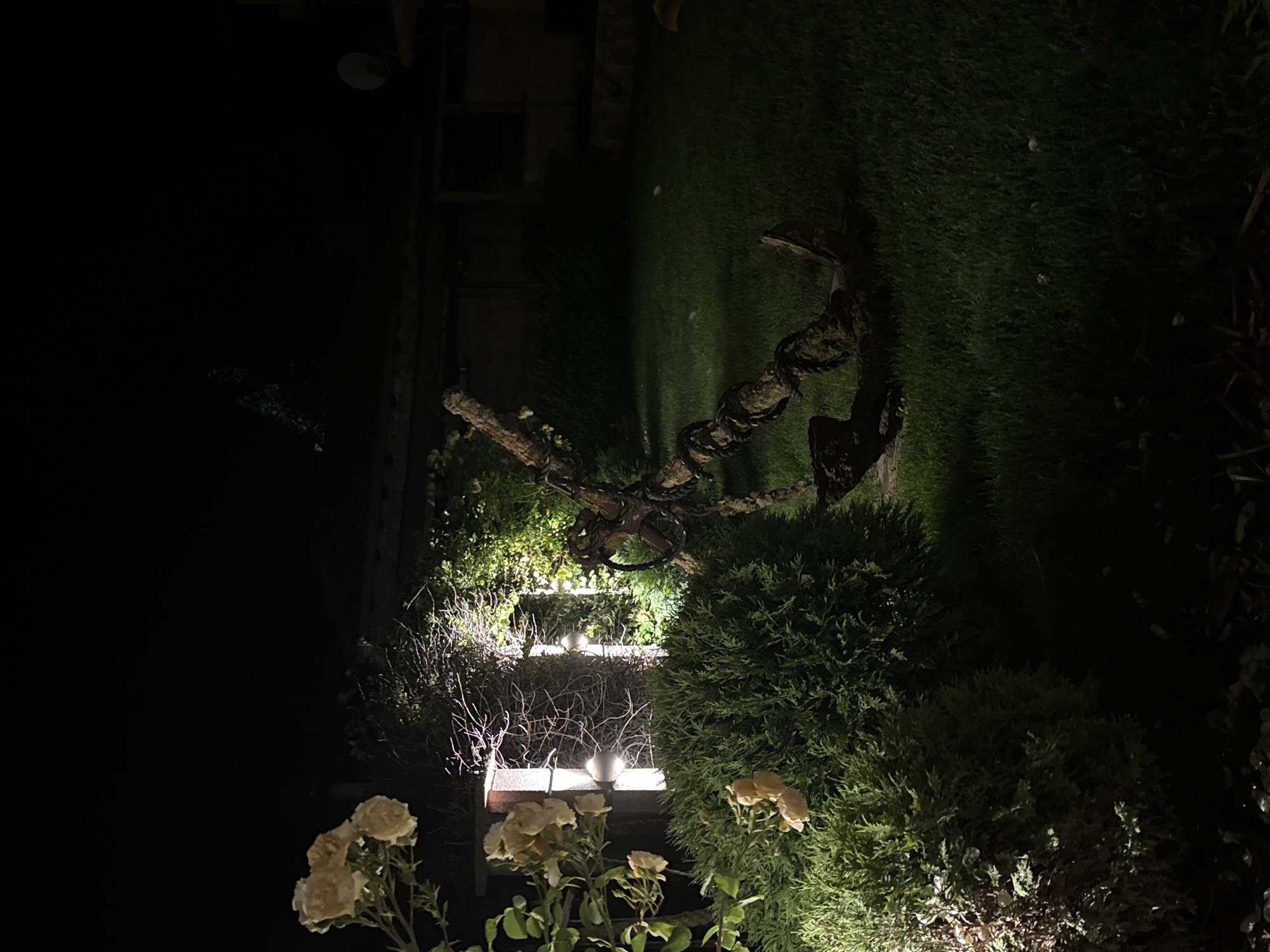 The image depicts an outdoor scene at night, possibly in the city of Tyulenovo, Bulgaria. In the foreground, to the left, a bush with green foliage is illuminated by spotlights. Several pale yellow roses are visible on a branch extending from the left side of the frame. To the right of the bush, a large, weathered anchor with thick rope wrapped around it lies on a green lawn. The anchor appears to be a decorative object. In the background, a building structure with illuminated windows and a satellite dish is visible, partially obscured by darkness and vegetation. The overall lighting is dim, with artificial lights creating localized illumination on the foliage and the anchor. There are no people or animals visible in the scene.