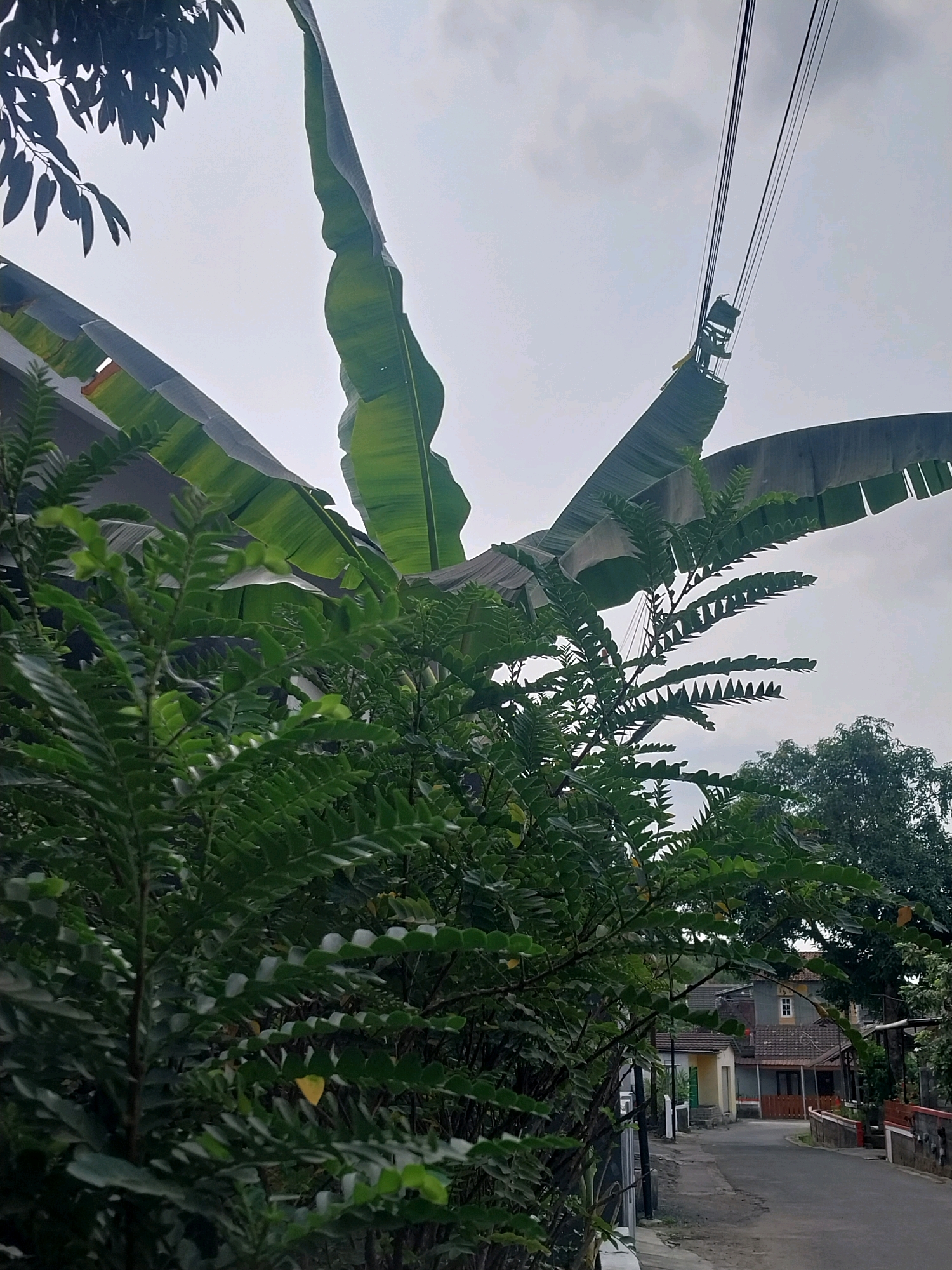 The image depicts a street scene in Purwomartani, Indonesia, dominated by lush vegetation and a cloudy sky. In the foreground, dense green foliage, including large banana leaves and smaller, finely-toothed leaves, fills the lower half of the frame. Behind the greenery, a paved road curves to the right, bordered by houses with tiled roofs. The houses appear to be single or two-story structures with visible windows and doorways. A power line with a carrier and a small structure attached stretches across the upper portion of the image against the overcast sky. The overall impression is one of a residential area with abundant plant life under a diffused light.