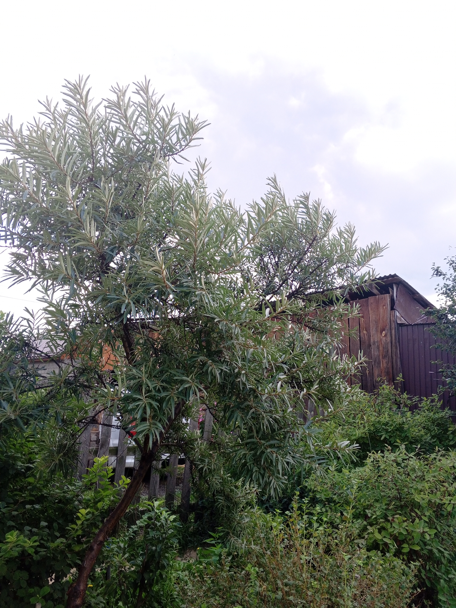 A medium shot captures a dense, green landscape dominated by a large, leafy tree with narrow, silvery-green leaves. The tree is positioned in the foreground, its branches reaching upwards and outwards, partially obscuring a weathered wooden fence and a rustic, brown wooden outbuilding with a corrugated metal roof in the background. The outbuilding appears to be a shed or a small structure. Lush, varied green foliage surrounds the base of the tree and extends into the midground, creating a natural, somewhat overgrown scene. The sky above is overcast with patches of pale blue and white clouds. The overall impression is of a garden or yard area in a rural or semi-rural setting. The location is identified as Pivovarikha, Russia.