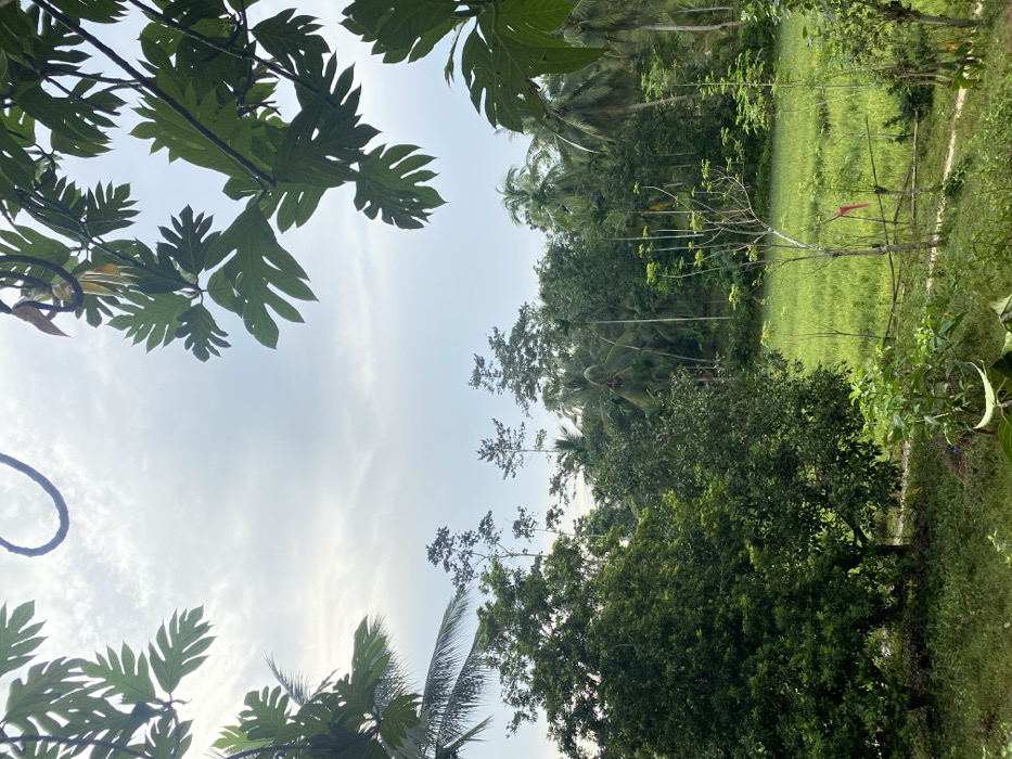 A lush, verdant landscape is partially framed by large, distinctive leaves with deeply lobed edges. The view extends to a field of vibrant green, beyond which a line of trees rises. Palm trees are visible among other varieties. The sky is a soft blue with scattered wisps of clouds.