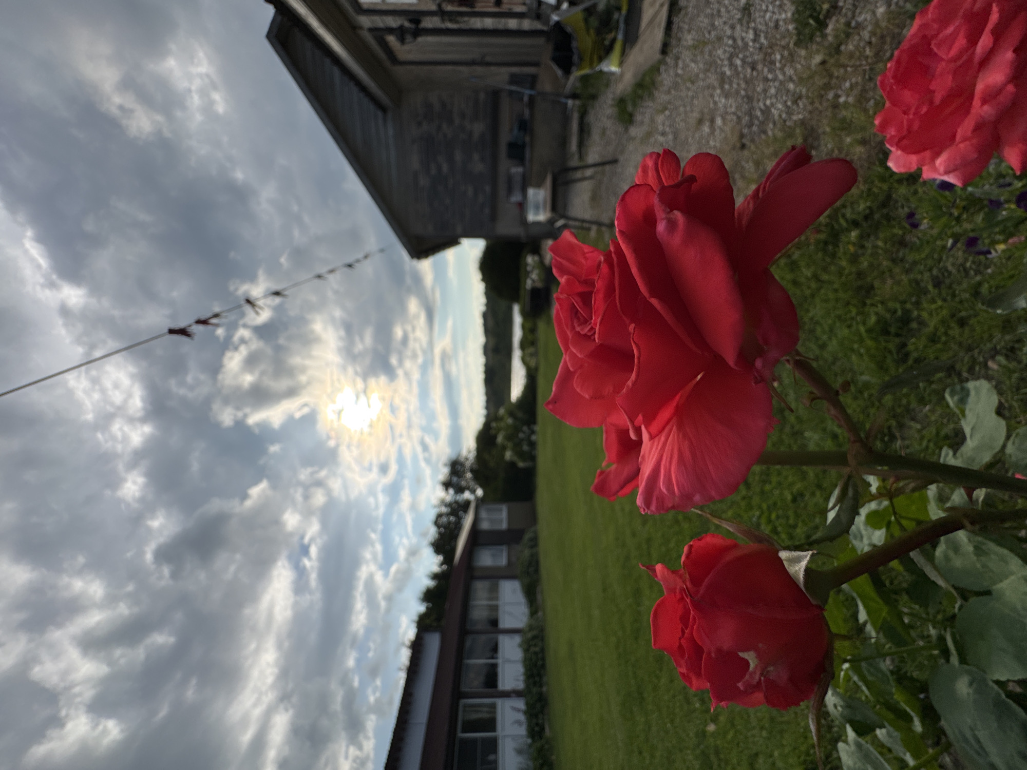 A close-up, low-angle shot features two vibrant red roses in the foreground, with another partially visible red rose at the bottom right. The roses are in focus, showcasing their textured petals and green stems and leaves. In the mid-ground, a well-maintained green lawn stretches towards two buildings. The building on the left is long and rectangular with numerous windows. The building on the right is a darker, more rustic structure with a pitched roof. A table and chairs are visible near the right building. The background reveals a body of water, likely a lake, surrounded by trees. Above, a dramatic sky with a mix of dark and light clouds is illuminated by the setting sun, which is partially obscured by clouds, creating a bright, glowing effect. A clothesline with clothespins is strung across the upper portion of the image, extending from the left towards the right building. The scene appears to be a rural setting, possibly a residential property, with the natural elements of roses and a lake complementing the man-made structures. The location of Sitno, Russia, is not identifiable from the visual information provided in the image.