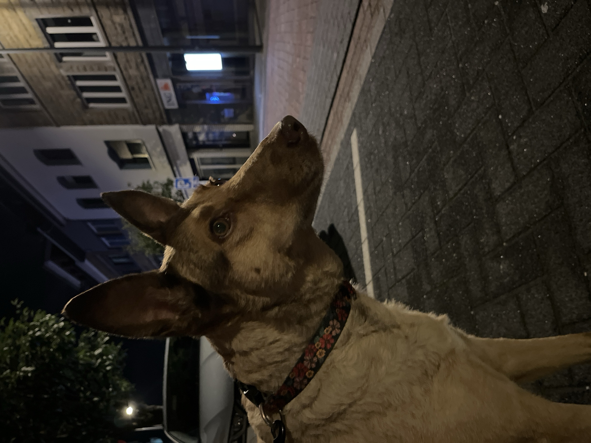 A medium shot captured at night on a paved city street in Saint-Vith, Belgium, features a German Shepherd dog in the foreground, positioned in profile, looking to the right. The dog has erect ears, a tan coat with lighter fur around its neck and chest, and is wearing a collar with a floral pattern in red, pink, and yellow. Behind the dog, a white car is partially visible on the left. The background depicts buildings with illuminated windows, a lamppost, and a brick-patterned sidewalk. The street is dark with scattered reflections on the pavement.