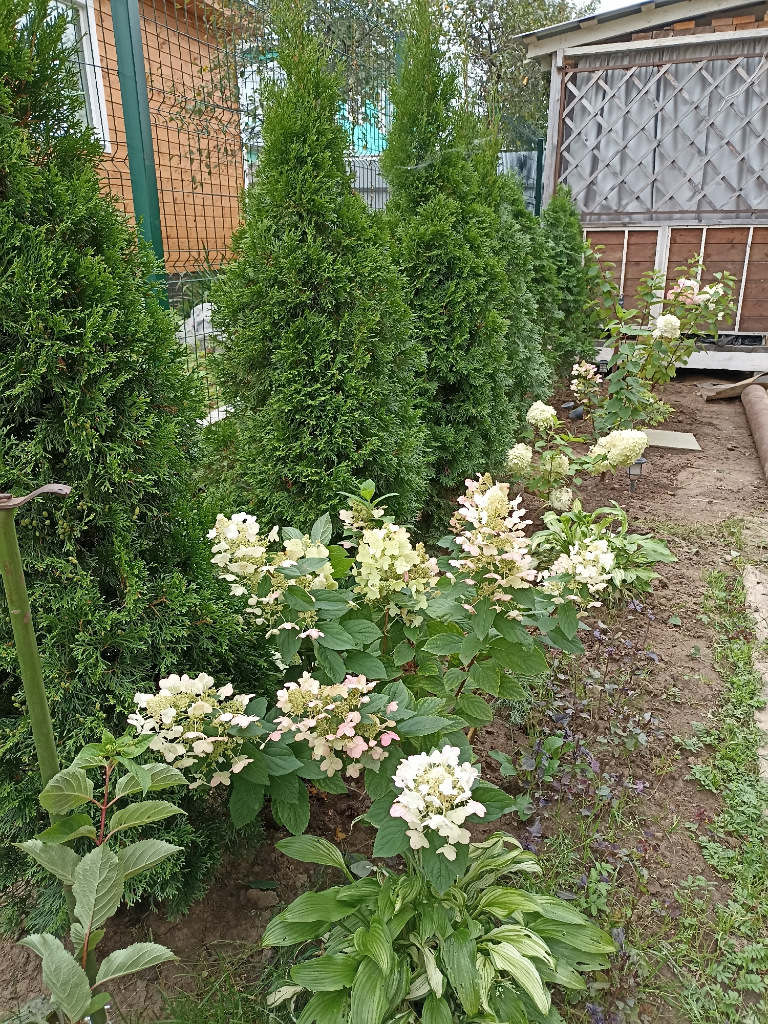 This is a medium-shot, eye-level, outdoor, daylight, full-color photograph of a garden scene with landscaping. In the foreground and middle ground, a line of white hydrangeas with hints of pink bloom, interspersed with hostas and other low-lying green plants. To the left of the hydrangeas, a row of dense, dark green evergreen trees, possibly arborvitae, stretches across the frame. Behind the trees, a wooden fence and part of a building with a wooden exterior are visible. Further in the background, a lattice-covered structure with a sloping roof sits to the right. The ground is a mixture of soil, dirt, and sparse grass. The overall impression is that of a cultivated garden area adjacent to a building and a fence.
