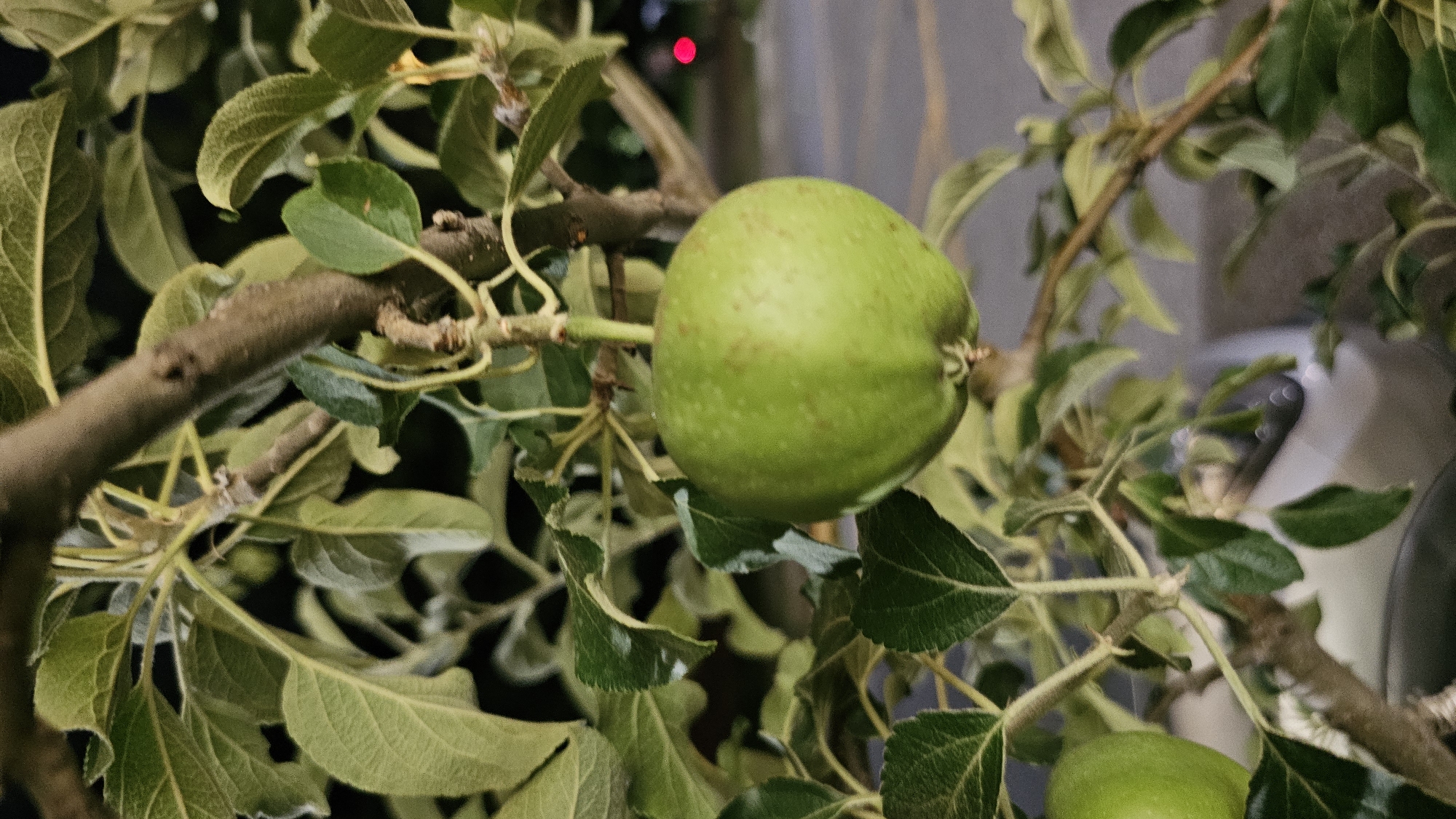 This media file captures a close-up view of an unripe apple on a tree branch, set against a blurred background. The apple is a vibrant green with reddish speckles, appearing slightly elongated with a small indentation at the top where a stem would attach. It is surrounded by lush, green leaves, some of which are slightly curled or ruffled. The branches are brown and textured, with smaller twigs and lighter green growth visible.
In the background, the scene is out of focus. A faint red light can be seen in the upper left portion of the image. The rest of the background consists of muted tones of gray and white, suggesting an outdoor setting, possibly near a building or structure. There is a hint of artificial light contributing to the overall illumination of the scene.
The lighting suggests it could be dusk or a dimly lit area, as there are no harsh shadows and the colors are somewhat muted. No people are visible in the frame, and the focus is entirely on the apple and its immediate surroundings on the tree. The overall impression is one of nature's quiet beauty, highlighting the early stage of fruit development. The location context of Asan-si, South Korea, places this scene within a specific geographical and cultural setting, though no direct visual cues within the image explicitly confirm this location. There is no visible text in the image.