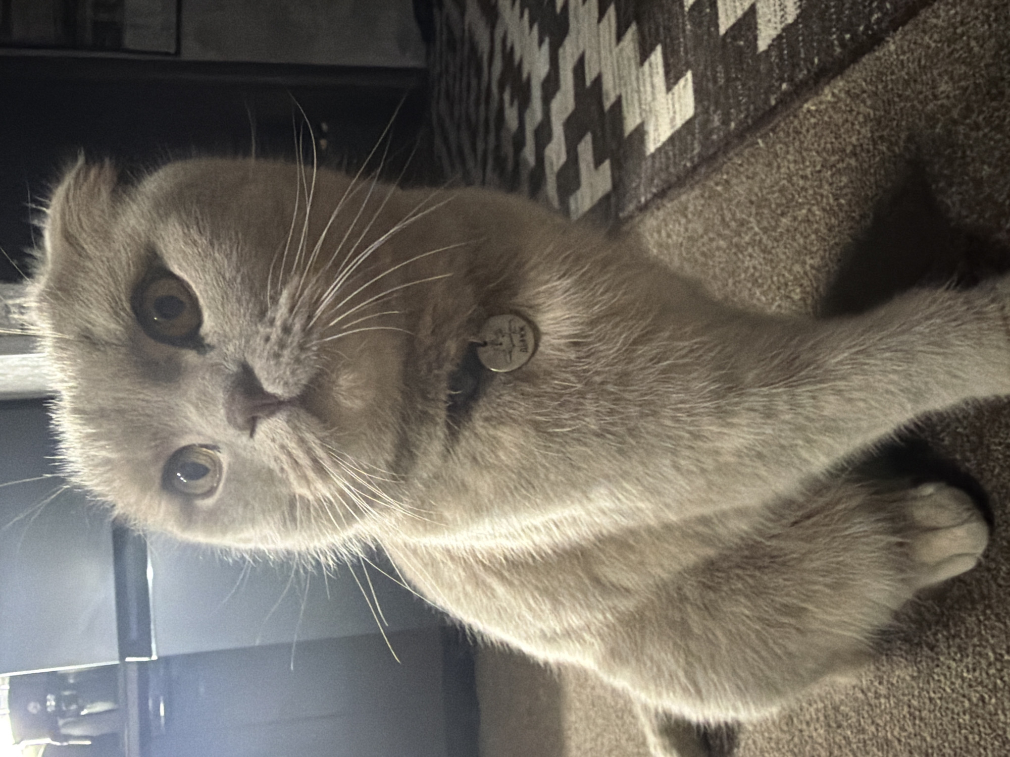 The image captures a light-colored Scottish Fold cat with distinctive folded ears, looking directly at the camera with a calm and curious expression. The cat has round, amber-colored eyes and prominent white whiskers. It is wearing a collar with a small, round metal tag visible on its neck. The tag features Cyrillic text, which clearly shows "ДИАМОНД" (DIAMOND).
The cat is positioned on a textured, possibly brown or dark gray, fabric surface, which appears to be a sofa or a cozy rug. In the background, to the right of the cat, a patterned fabric with a geometric black and white design is visible, likely part of a cushion or another piece of furniture. The lighting is ambient, creating a soft, indoor atmosphere. The setting suggests a comfortable home environment in Chaikovsky, Russia. The cat's fur appears soft and well-groomed.