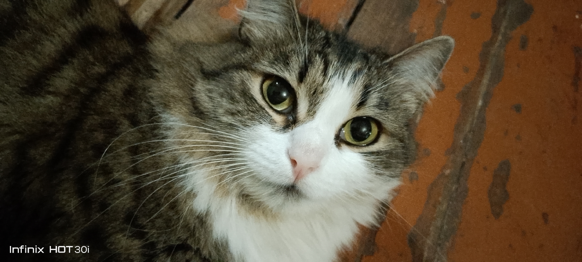 The image shows a close-up of a cat's face. The cat has striped brown and white fur, green eyes, and long white whiskers. The background is a mottled orange and brown surface, possibly a wall or floor. The text "Infinix HOT 30i" is visible in the bottom left corner, indicating the device used to capture the image. There is no discernible information in the image that would allow for the determination of its location in Kedrovy, Russia, or any other specific city.