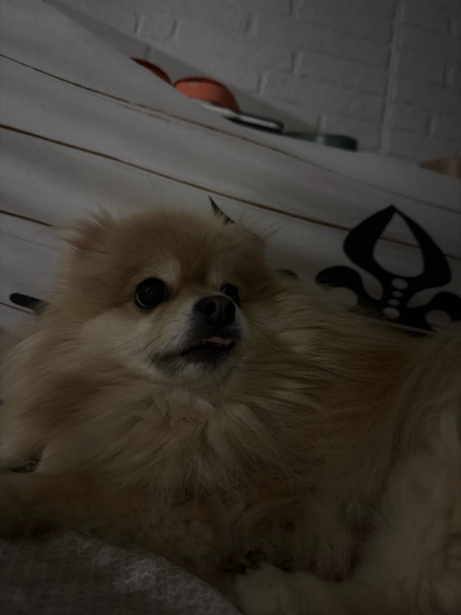 A light-colored Pomeranian dog is lying down, its head tilted slightly upwards and to the left. Its tongue is peeking out. The dog has dark eyes and a dark nose. The background is out of focus and appears to be a bed with patterned sheets. The lighting is dim. There is no discernible location in Tbilisi, Georgia.