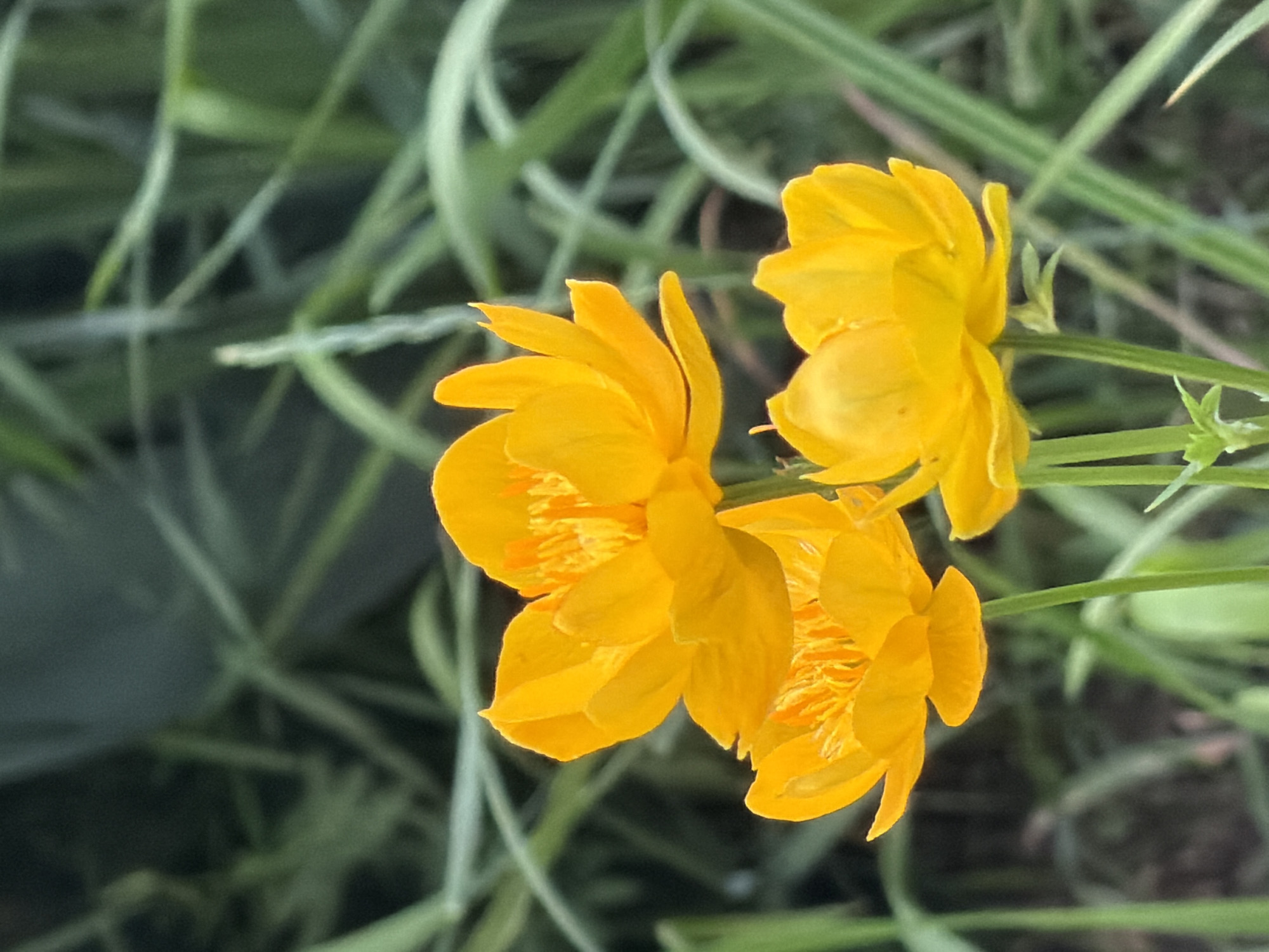 This media file is a close-up photograph of three vibrant yellow flowers, likely in bloom. The flowers are the primary subjects, with their petals unfurling and displaying intricate details, including orange markings in their centers. They are positioned against a softly blurred background of green foliage and grasses, suggesting an outdoor setting. The shallow depth of field draws the viewer's attention directly to the delicate textures and bright colors of the flowers.
The lighting appears natural, hinting at daytime conditions, possibly a sunny or overcast day given the softness of the light. There are no people or explicit human-made objects visible, focusing solely on the natural beauty of the flora. The overall impression is one of serenity and the quiet beauty of nature. The location context is Petukhi, Russia, which might suggest a temperate climate where such flowers would bloom. No text is visible in the image.
