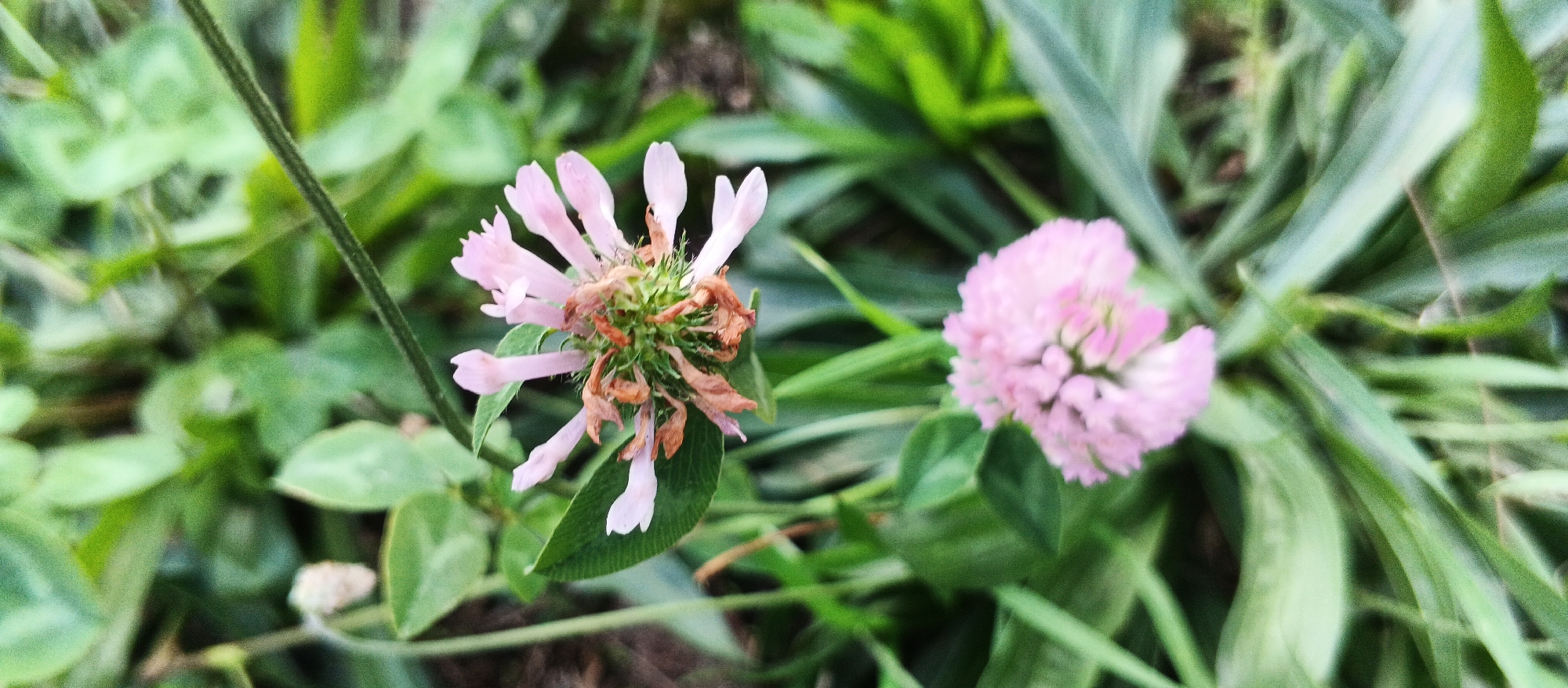This is a close-up, horizontal, eye-level shot of two light pink clover flowers in Smila, Ukraine. The flower on the left is in the foreground and appears to be wilting, with some brown, dry petals and seed heads visible among the pink petals. The flower on the right is in the background and is in full bloom, appearing as a spherical cluster of small pink florets. Both flowers are surrounded by green foliage, with some leaves and stems in focus and others blurred due to the shallow depth of field. The lighting is natural and diffused, suggesting an outdoor setting during daylight hours. There are no people or discernible man-made objects in the frame.