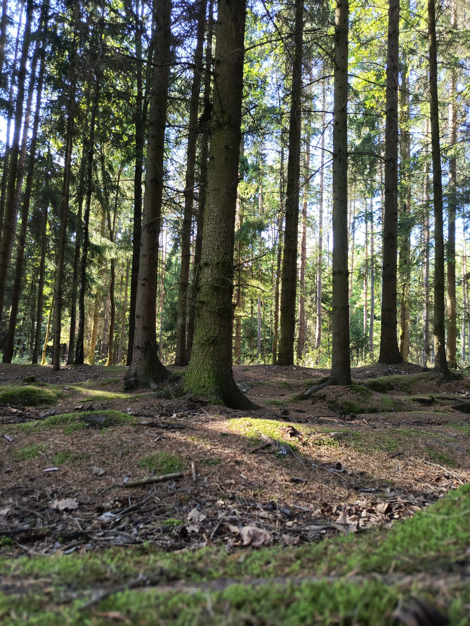 The image depicts a dense coniferous forest with tall, slender trees dominating the scene. The forest floor is covered in a layer of pine needles, fallen leaves, and moss. Sunlight filters through the canopy, creating dappled patterns of light and shadow on the ground. The perspective is low, emphasizing the scale of the trees. The environment is natural and appears undisturbed. There are no people or animals visible in the image. The location is identified as being in the city of Kruszyn, Poland, though specific landmarks or distinguishing features of Kruszyn are not apparent in the image itself.