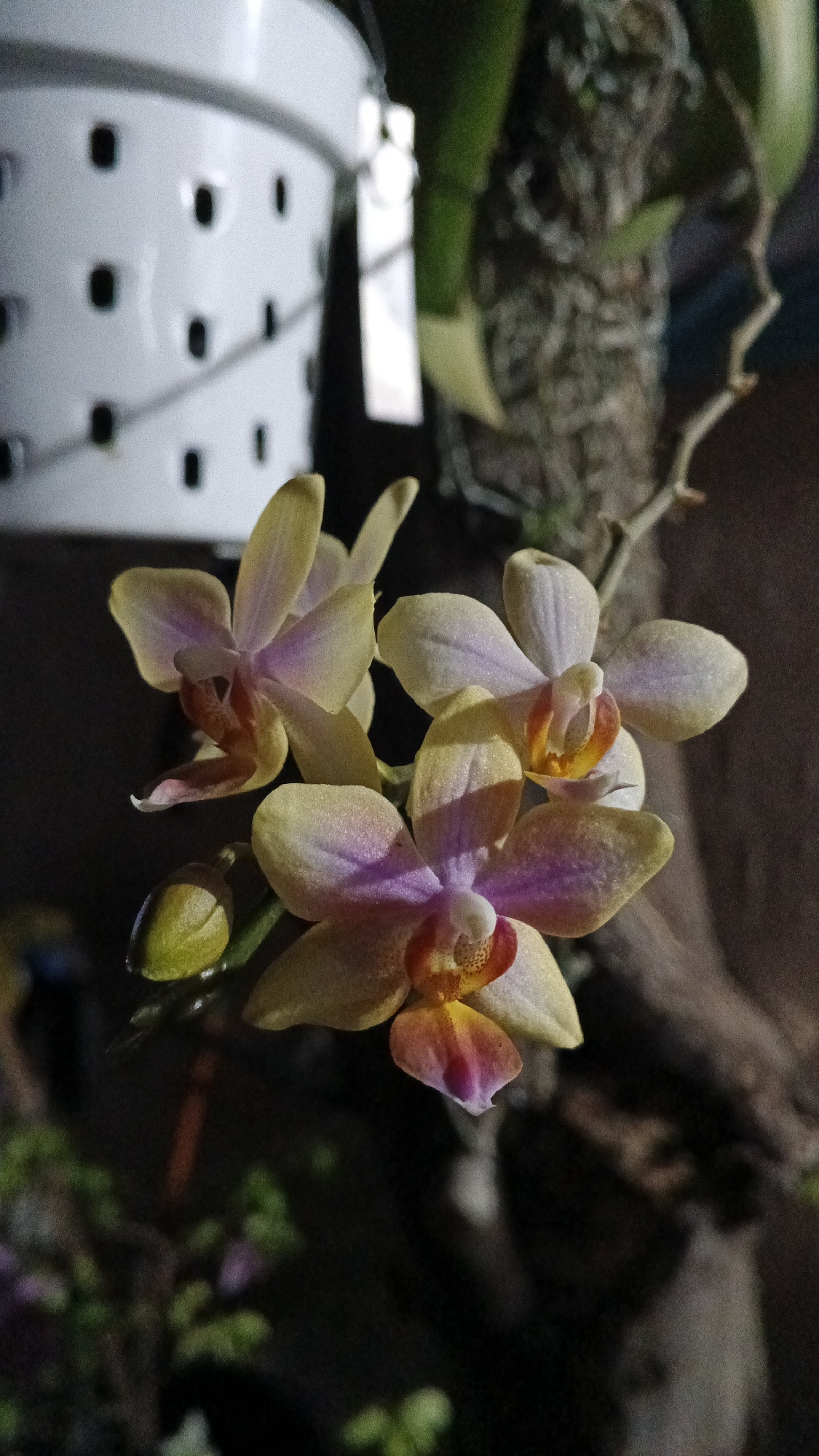 A close-up, vertical, eye-level shot captures a cluster of pale yellow orchids with pink and orange accents, delicately arranged against a dark, blurred background. One orchid bloom, prominently positioned in the lower center, displays its intricate details: pale yellow petals tinged with soft pink, a vibrant orange and red-dotted center, and a darker pink lower petal. To its left, a single green orchid bud points upwards. Another orchid, to the upper left, echoes the same color palette. A third orchid, to the right, is partially visible. The orchids appear to be mounted on a piece of bark, with thin, sinuous branches extending upwards. In the upper left quadrant of the image, a white bucket-like object with rectangular perforations is visible, partially obscuring a blurred green plant. The overall lighting is dim, with the orchids being the primary illuminated subjects, suggesting an indoor or evening setting. The image is devoid of human presence and interaction. The scene is located in Ambarketawang, Indonesia, and the details suggest a cultivated garden or greenhouse environment.