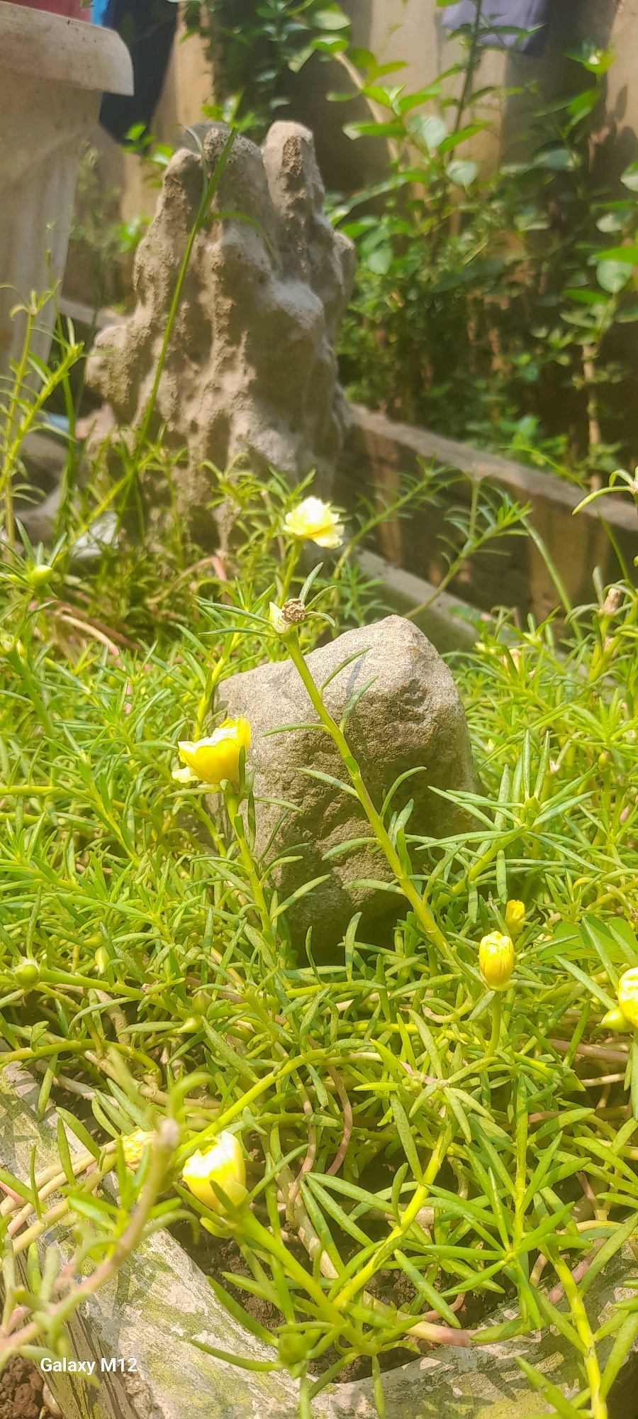 The image depicts a close-up view of a patch of bright green, succulent-like plants with small yellow flowers. Several small, rough-textured grey stones are interspersed among the plants. In the background, there is a larger, grey, rock-like object with an irregular, textured surface, possibly a decorative garden ornament or a natural rock formation. Further back, blurred green foliage suggests a garden setting. The lighting indicates it is daytime, with sunlight casting shadows and highlighting the textures of the rocks and plants. There are no people visible in the image. The bottom left corner of the image displays "Galaxy M12", indicating the phone model used for the photograph. The overall scene is one of a small, naturalistic garden arrangement.