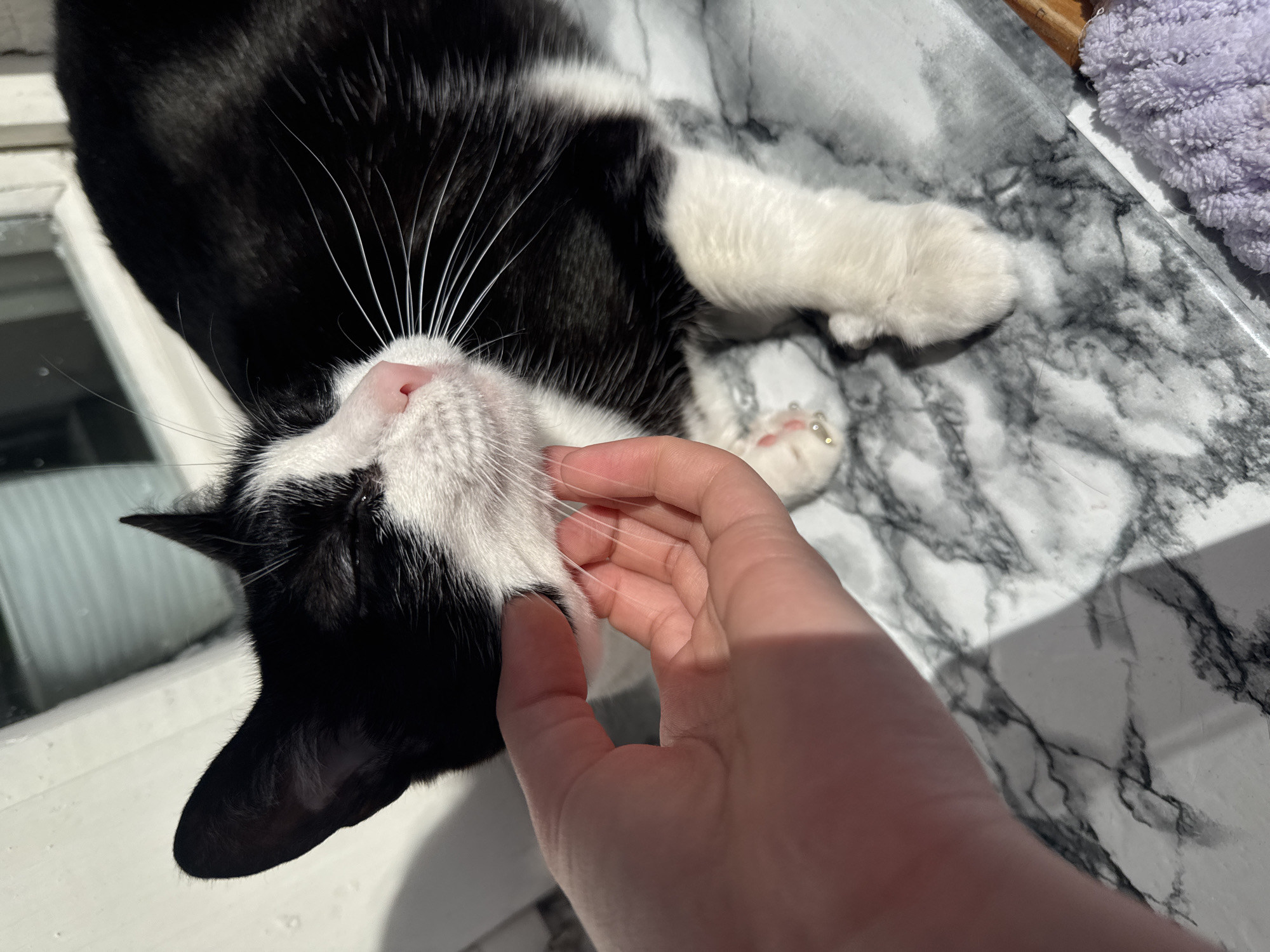 A person's hand is touching the whiskers of a black and white cat lying on a surface that resembles marble. The cat's pink nose and white paws are visible. A window is visible to the left. The location in the city of Chaikovsky, Russia, cannot be determined from the image.