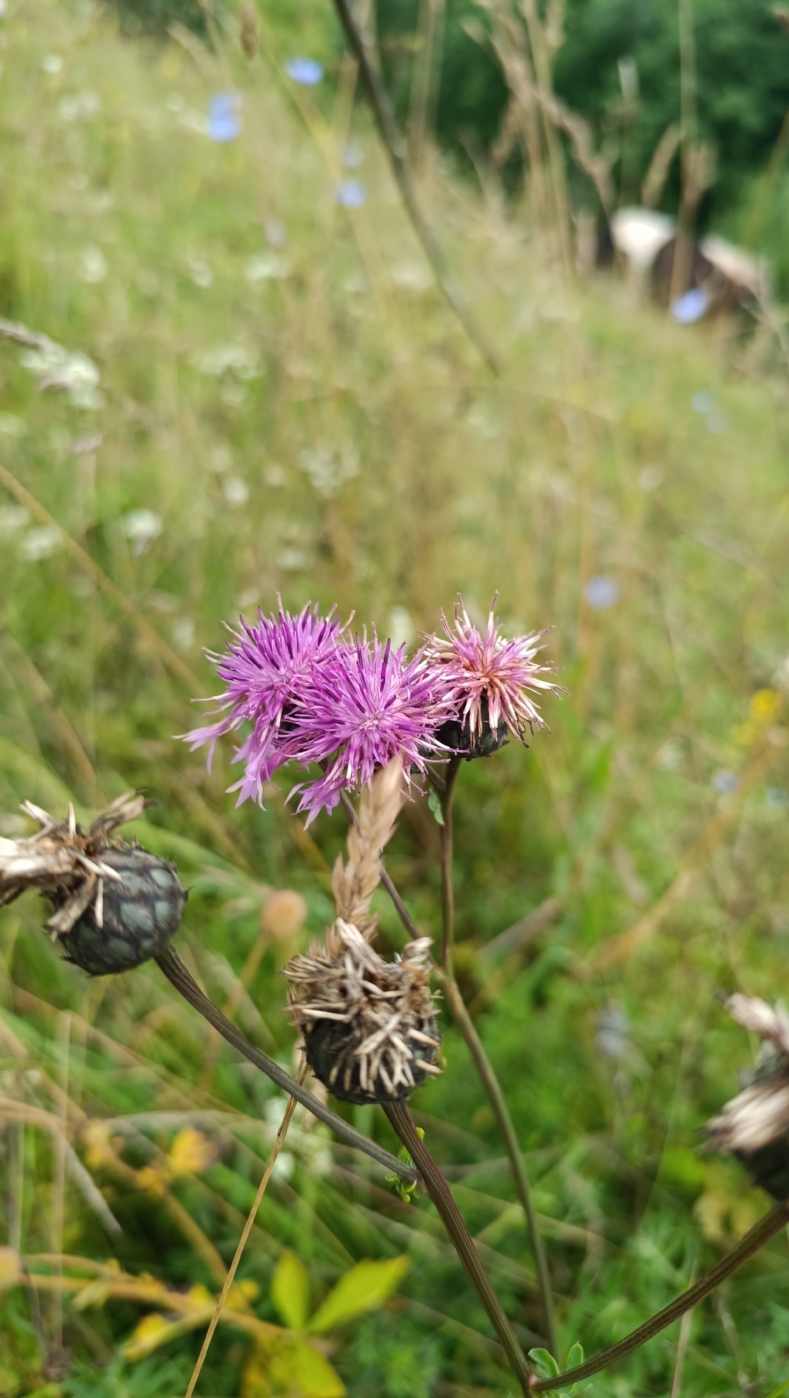 In a field with green grass and some dry stalks, a close-up shot focuses on a thistle plant. Two purple thistle flowers are in the center, one in sharper focus than the other. To the left and below, two dried, spiky seed heads of the thistle are visible. The background is blurred, showing more green vegetation and some small blue flowers. The overall scene suggests an outdoor natural environment. There is no indication of the city of Karsha, Russia.