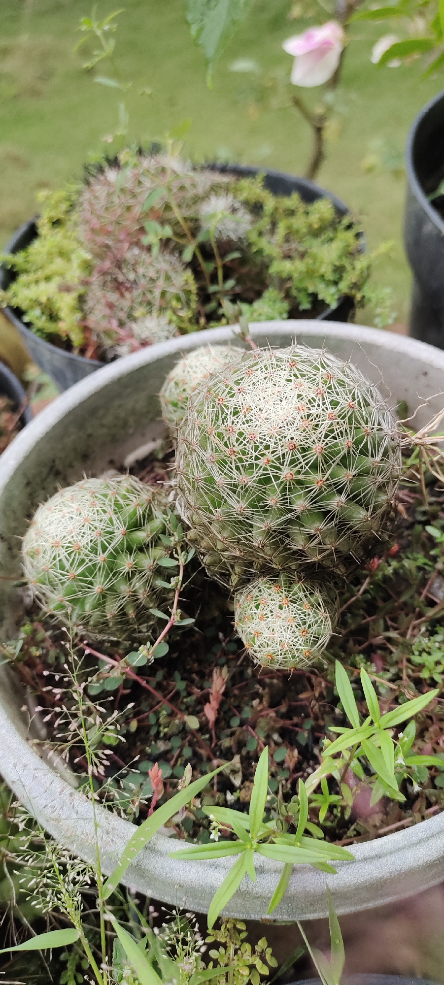 The image shows a close-up of a potted cactus plant with several spherical, green bodies covered in fine, white spines. The pot is light gray and appears to be made of concrete or a similar material. Several smaller green plants and some dry, brown plant matter are growing in the soil around the cactus. In the background, out of focus, are more potted plants, one appearing to have mossy growth and another with a hint of a pink flower. The overall environment suggests an outdoor setting, possibly a garden or patio, with greenery and natural light. The image quality is clear, allowing for detailed observation of the cactus's textures and the surrounding foliage. There are no people or animals visible in the image. The location is identified as Lhokseumawe, Indonesia.