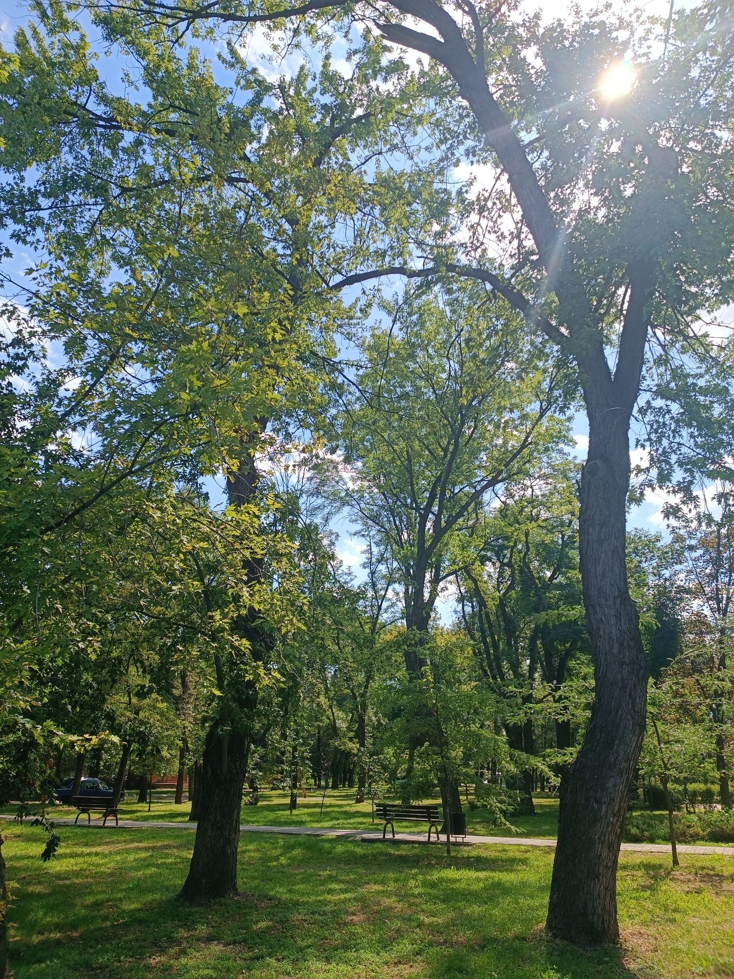 The image depicts a sunlit park in the city of Zaporizhzhia, Ukraine. Lush green trees with full foliage dominate the scene, casting dappled shadows on a manicured lawn. The sun's rays break through the canopy, creating a bright glare in the upper right quadrant of the image. Several park benches are visible along a paved pathway winding through the park, suggesting a tranquil recreational space. In the background, more trees form a dense line, and a building structure is partially visible. The sky above is a vibrant blue with scattered white clouds. No people are actively engaged in the scene, though a parked car can be seen to the left, indicating recent or current presence. The overall impression is one of a peaceful, well-maintained urban park.