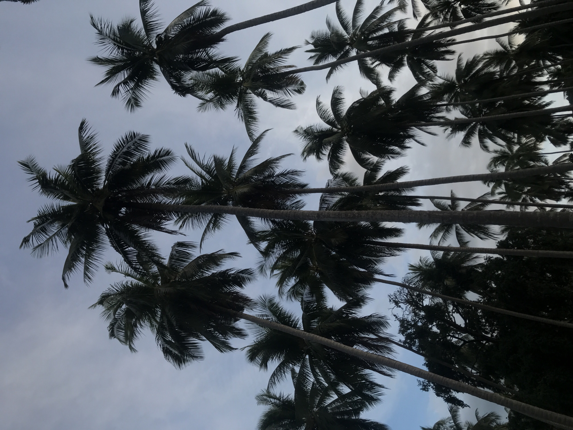 The image shows a view looking up at a canopy of palm trees, with the sky visible in the spaces between the leaves and trunks. The lighting suggests it is either early morning or late afternoon. The location is Baan Mae Nam, Thailand. There are no people visible in the image. The focus is on the natural elements of the scene: trees and sky.