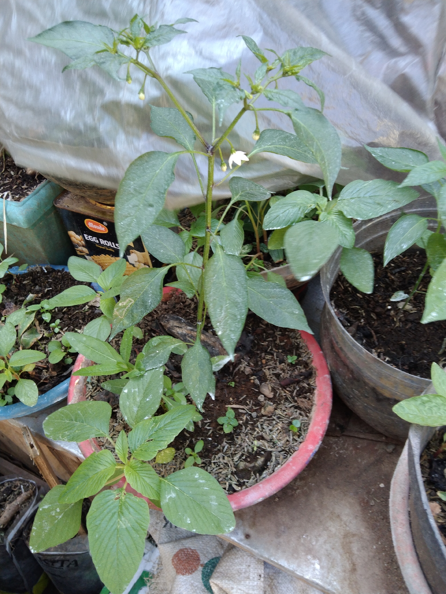 In Kelet, Indonesia, a close-up, eye-level shot reveals a collection of potted plants. The main focus is a young chili plant, identifiable by its slender green stem, opposite leaves, and developing flower buds. One small white flower is visible, alongside several yellow buds. The plant is situated in a weathered red plastic pot filled with dark soil and wood chips. To the left, another plant with larger, ovate green leaves grows in a light blue plastic container. Behind these, an old tin can, labeled "Monde Egg Rolls", is partially visible. The background is dominated by a translucent, crinkled plastic sheeting, creating a diffuse and slightly obscured environment. To the right, another potted plant is partially visible in a dark, textured container. The ground surface is a mottled mix of concrete and debris, indicating an outdoor or semi-outdoor setting, likely a garden or nursery. The lighting is natural and appears to be from an overcast sky.