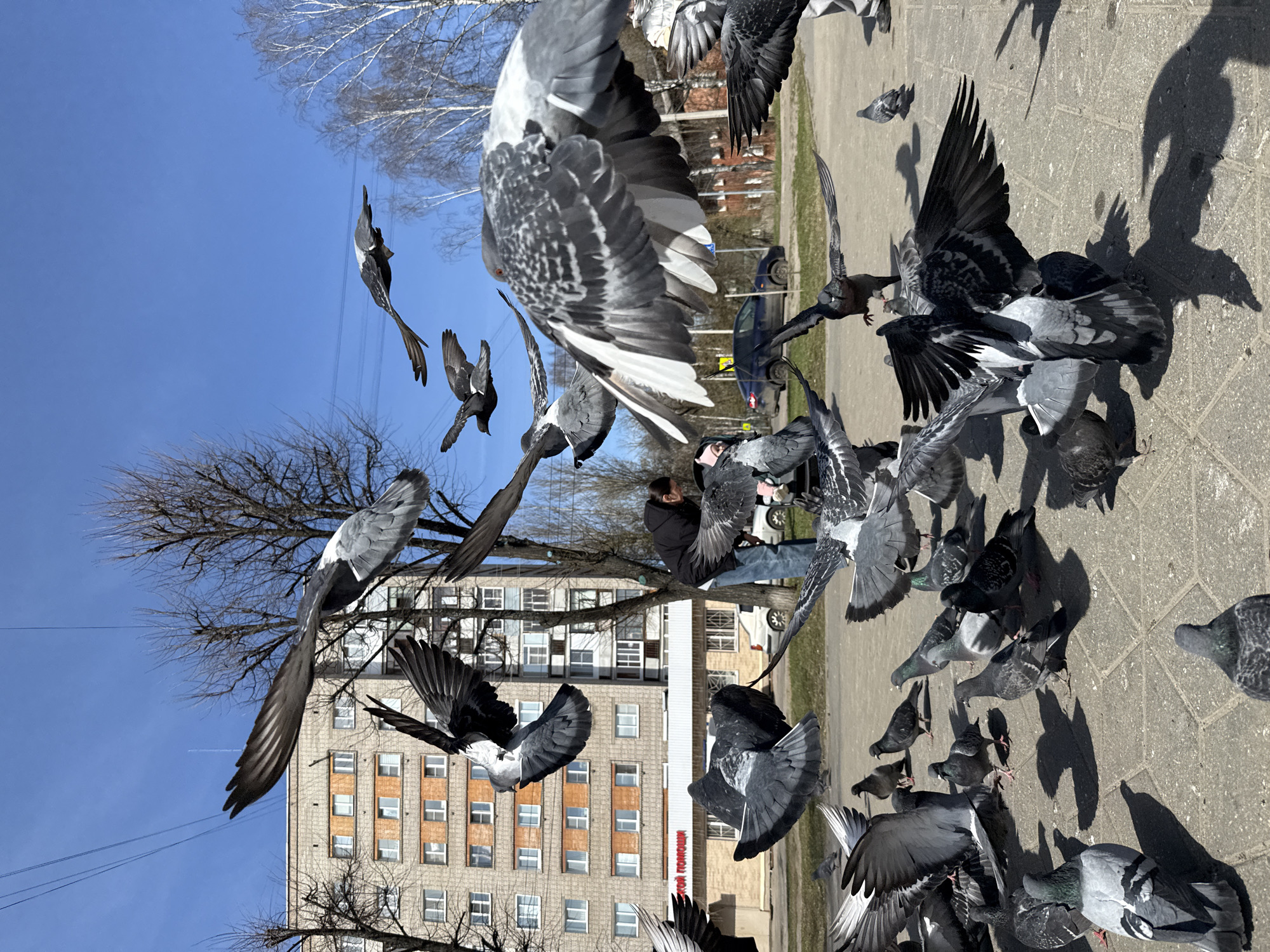 The image depicts a flock of pigeons in flight and on the ground in Rusanovo, Russia. A person is visible amidst the birds, possibly interacting with them. In the background, there is a building with the word "ПОЛИЦИЯ" (POLICE) visible on its façade, alongside trees and a clear blue sky. The scene is captured in daylight, with shadows cast by the pigeons and surrounding objects.