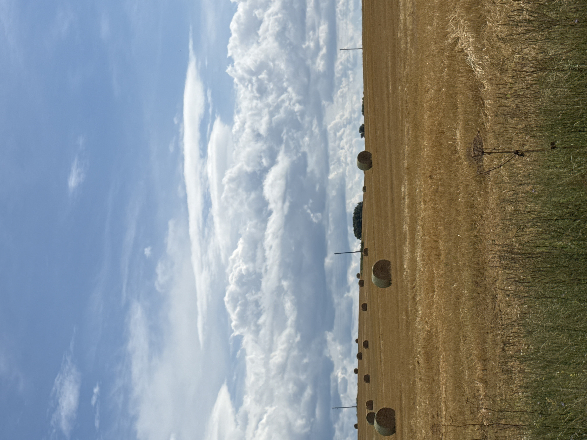 This is a vertical, eye-level, outdoor, full shot photograph of a harvested field under a partly cloudy sky. The field is filled with numerous round bales of hay scattered across a gently rolling terrain. The bales vary in size and are positioned at different distances from the viewer, with some in the foreground and others further back. The ground is covered in dry, golden stubble from the harvested crop. In the distance, a treeline is visible on the horizon. Two utility poles are present in the field, one on the left and one on the right. The sky above is a vibrant blue with scattered, fluffy white clouds. The foreground is dominated by tall, green grass and a single, dried plant stalk. The scene is devoid of any people, animals, or visible structures other than the utility poles. The overall impression is one of rural agriculture on a sunny day. This image does not depict the city of Nylga, Russia.
