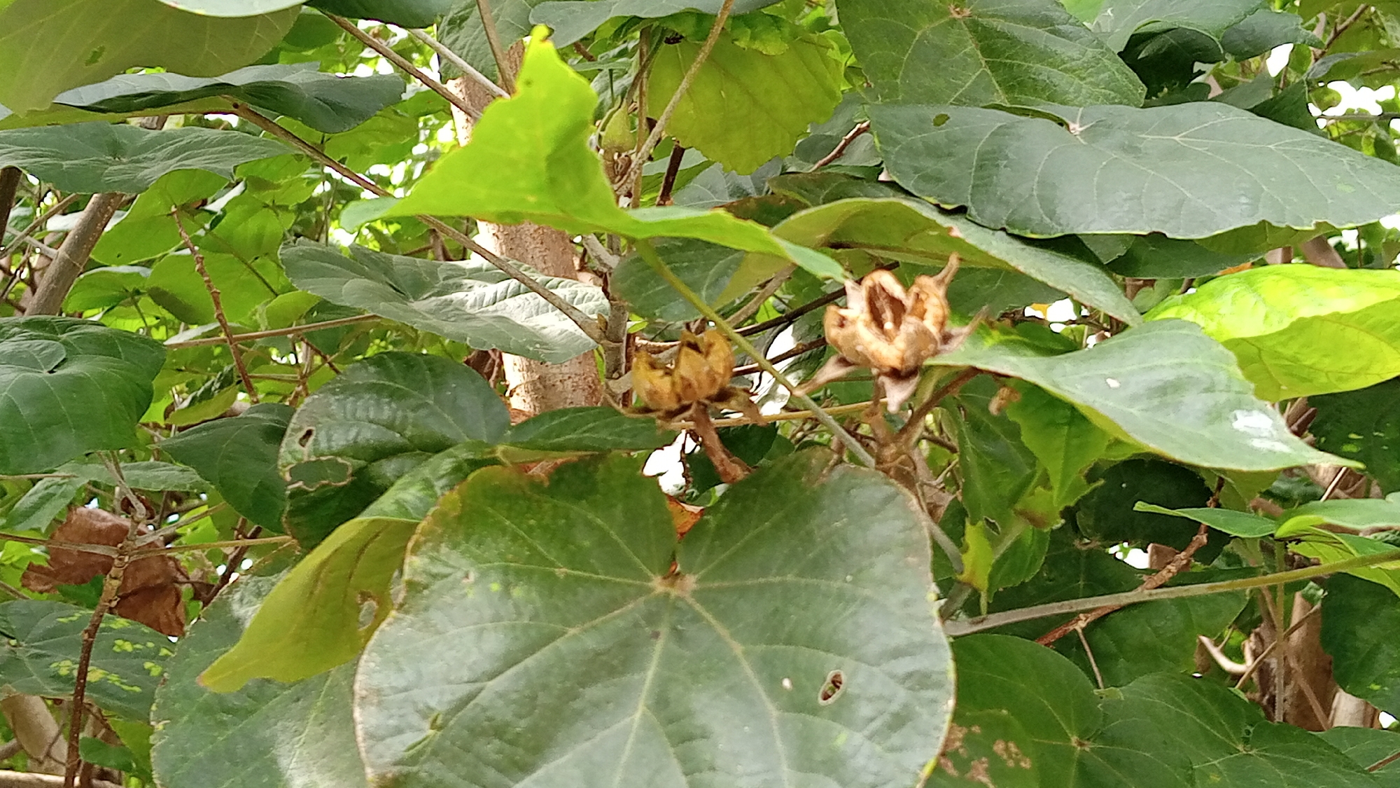 The image shows a close-up view of a tree with large green leaves and two dried seed pods. The seed pods are brown and appear to be partially opened, revealing their interior. The leaves are broad and somewhat heart-shaped, with visible veins. The background is filled with more foliage and tree branches, suggesting a natural outdoor environment. The lighting is soft, indicating it might be daytime with overcast conditions or dappled sunlight. The image does not depict any people or specific actions. The setting is a natural environment likely a park or garden within the city of Tanjong Krueng, Indonesia, given the context of the prompt.