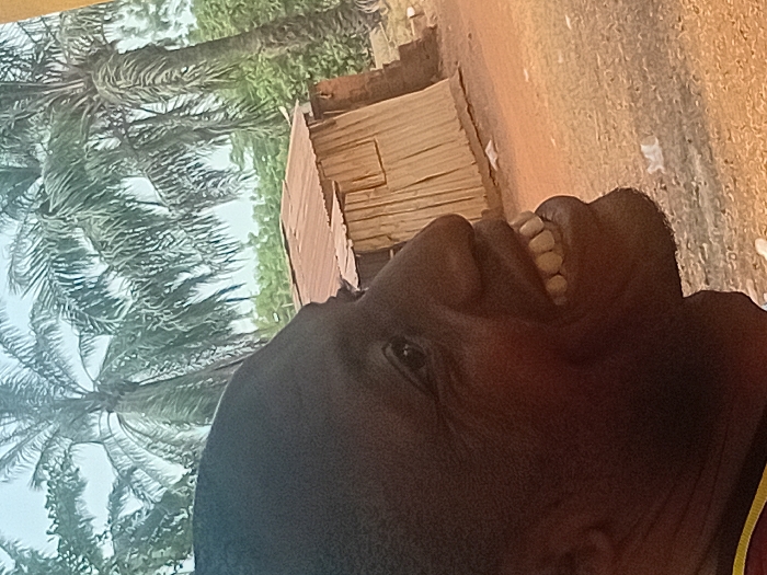 The image captures an outdoor scene in Ayangba, Nigeria, featuring a man in the foreground and a rustic structure with vegetation in the background. The man, with dark complexion, is depicted in a right-facing profile view, encompassing his head, neck, and upper shoulder. He has an open mouth with visible white teeth and upturned lips, consistent with smiling or laughing. His left eye is partially visible, and he wears a garment with red and yellow sections visible at the bottom left.
In the mid-ground, a small, weathered building is visible. It features a reddish-brown, rusty corrugated metal roof and walls constructed from vertical wooden slats or similar material. A darker, possibly brick or stone, section adjoins the wooden wall on its right side. The building stands on reddish-brown dirt ground, where several small, light-colored objects are discernible near its base. The background consists of multiple tall palm trees with green fronds, interspersed with other green foliage, set against a bright, hazy sky.