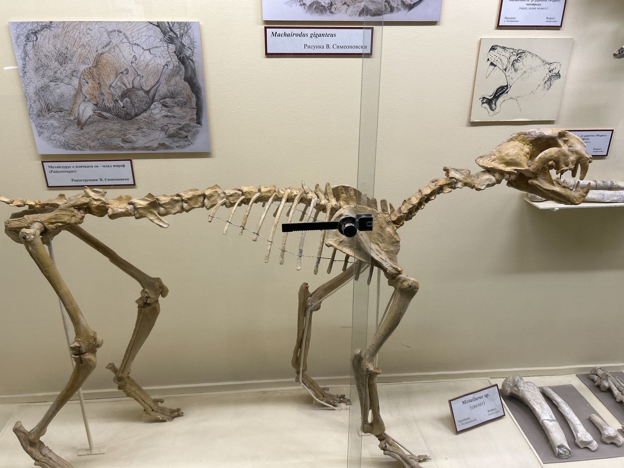 The image depicts a museum exhibit located in Asenovgrad, Bulgaria. The primary subject is a reconstructed skeletal mount of a prehistoric saber-toothed cat, identified as *Machairodus giganteus*. The complete skeleton, light tan in color, is articulated and posed upright in a dynamic, walking posture, facing right. Its skull features prominent saber-like canines. The rib cage is supported by thin wires, and a black mounting clamp is visible within the thoracic region.
On the light-colored wall behind the skeleton, several informational panels and illustrations are displayed. To the upper left, an illustration depicts a striped feline-like predator, identified as *Metailurus*, preying on a young giraffe-like animal (*Palaeotragus*) in a vegetated landscape. A label below attributes this reconstruction to V. Simeonovksi. Centered above the *Machairodus giganteus* skeleton, a label confirms its identity and credits V. Simeonovksi for a drawing. To the upper right, a monochromatic, detailed drawing of a roaring saber-toothed cat's head is visible, with a partial label below mentioning *Machairodus sp.* and the locality "с. Хаджидимово" (Hadzhidimovo).
In the lower right foreground, inside a clear display case, several fossilized bone fragments, identified as *Metaillurus sp.* (skeleton) from Hadzhidimovo, are arranged on a dark background. The exhibit features plain, light-colored walls and a light-colored floor. Clear glass panels separate the main skeletal display from the viewing area. No individuals are present in the scene.