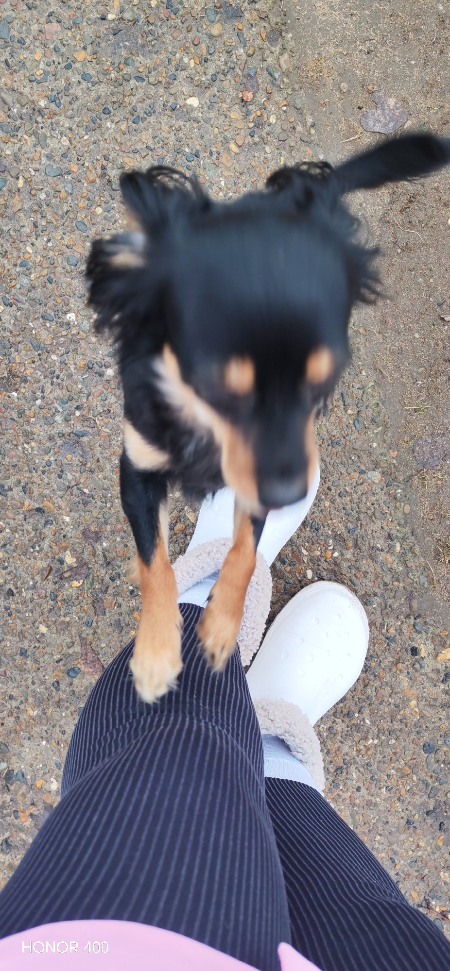 An overhead, slightly blurred shot captures a small, black and tan dog interacting with a person outdoors in Noviy, Russia. The dog, likely a long-haired miniature dachshund or similar breed, is standing on its hind legs, with its front paws resting gently on the person's lower leg. Its head is tilted upwards, looking towards the camera or the person's face, suggesting a playful or attention-seeking gesture. The dog's fur is primarily black with distinct tan markings on its muzzle, chest, and paws, which are a lighter, reddish-brown hue.
The person is wearing dark blue (almost black) pants with fine vertical white stripes. Their feet are clad in light blue socks and white, slip-on clogs featuring a soft, light brown/beige fuzzy lining, indicative of comfort footwear. The ground beneath them is a coarse mix of small, multi-colored pebbles and gravel, interspersed with areas of damp, dark earth and some sparse organic debris, like a fallen leaf. The overall lighting appears soft and natural, consistent with an overcast day. A partial watermark "HONOR 400" is visible in the bottom left corner of the image.