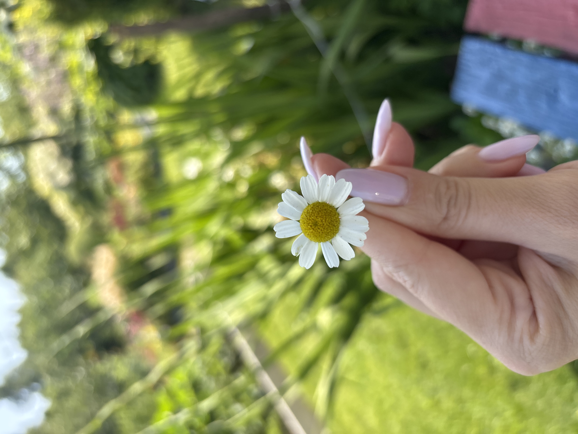 A close-up shot focuses on a human hand with long, light pink, almond-shaped nails holding a single daisy. The daisy has white petals and a yellow center. The hand is positioned in the foreground, obscuring much of the lower portion of the image. In the background, there's a blurred outdoor scene with lush green foliage, likely a garden or park. Hints of colorful elements, possibly flowers or painted objects like a bench with blue and red sections, are visible in the lower right corner. The lighting suggests a bright, daytime environment. The image does not provide specific visual cues to pinpoint the location within Дунилово, Russia.