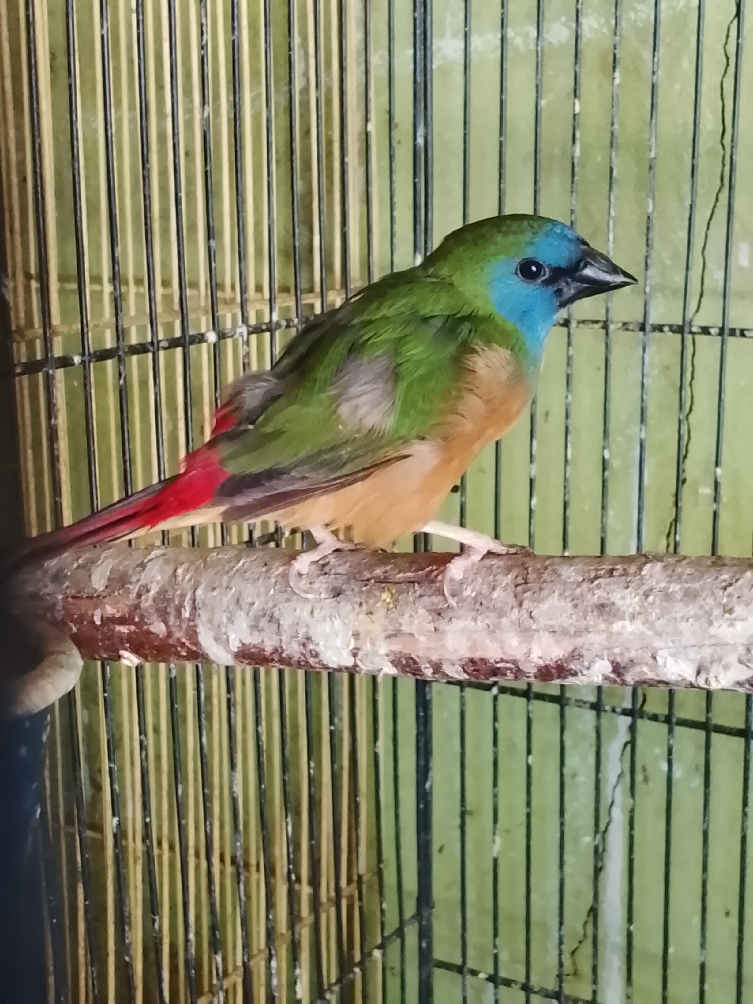 A small bird with vibrant green and blue plumage is perched on a wooden branch inside a cage. The bird has a blue face and throat, a green back and wings, and a reddish-orange breast and belly. Its tail is bright red. The cage has black bars and a light green background. The image was taken at the Kuta Trieng market in North Aceh, Indonesia.