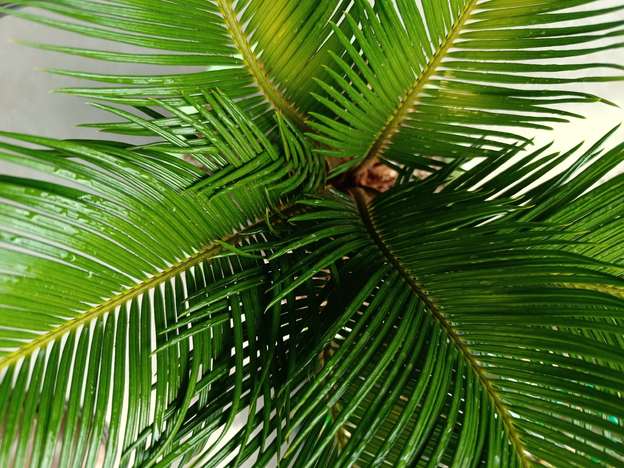 This is a close-up, top-down view of the fronds of a sago palm plant, likely an indoor potted plant. The fronds are a vibrant green and appear to be slightly wet, with visible water droplets on their surfaces. The plant is viewed from directly above, showing the intricate arrangement of the feather-like leaves radiating from the center. The background is blurred and appears to be a neutral, light color, possibly a wall or a light-colored surface. There are no people or animals present in the image, and no specific geographical markers are identifiable to place it within Salihorsk, Belarus, or any other city. The image focuses solely on the texture and pattern of the plant's foliage.