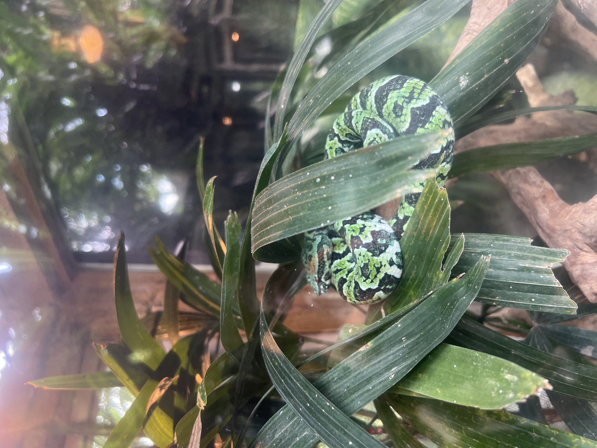 The image shows a green, patterned snake coiled amongst the leaves of a plant, likely within an enclosure. The leaves are long and slender, with visible veins. The snake is patterned with irregular patches of green and darker colors. The background appears blurred, possibly due to being behind glass, and hints at a surrounding environment with vegetation and branches. There is no readily discernible information regarding the city of Sukawati, Indonesia.