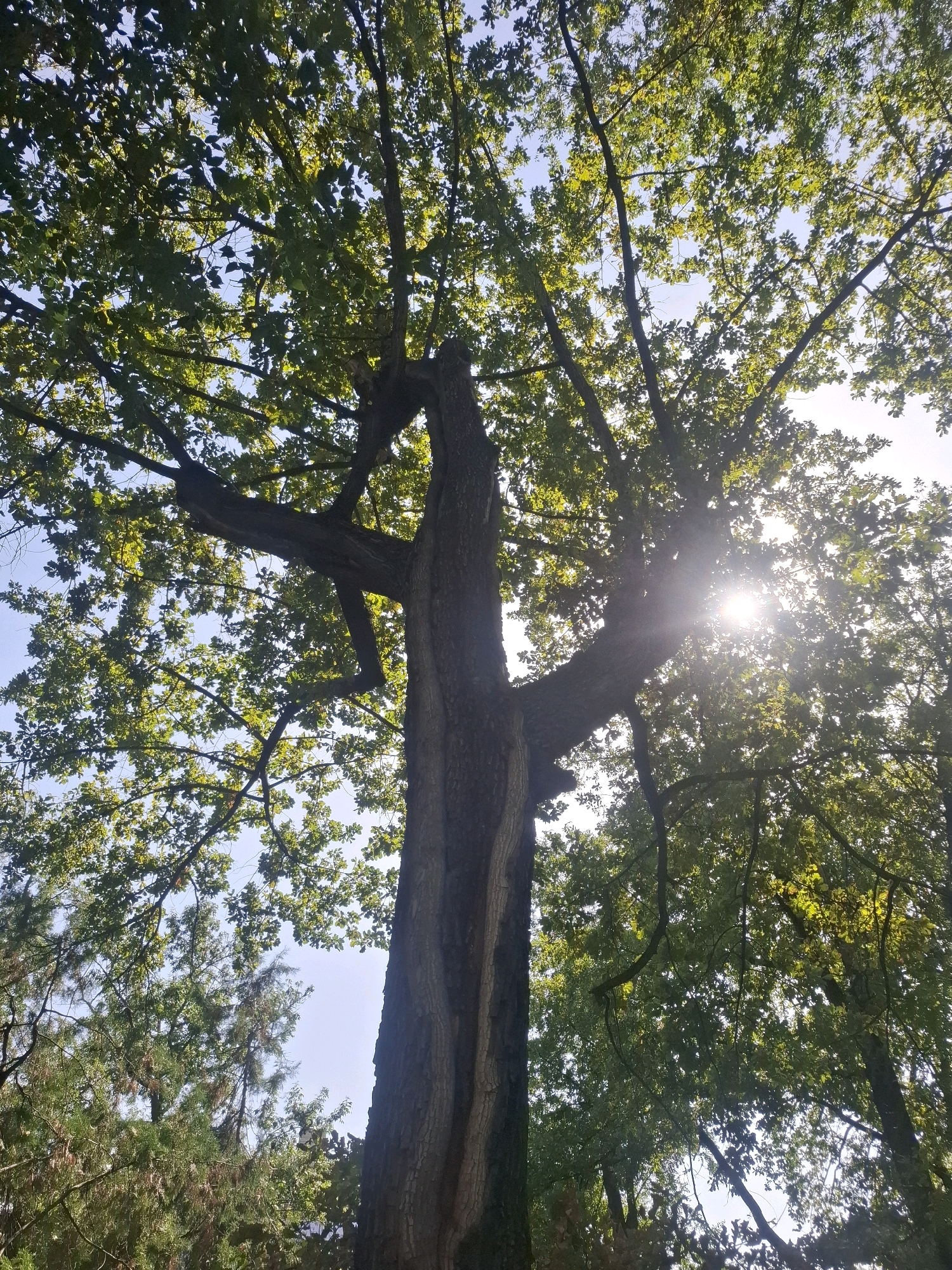 The image shows a low-angle view looking up into the canopy of a large tree, likely an oak, with sunlight filtering through its leaves. The tree trunk is prominent in the foreground, with thick branches extending upwards and outwards. The leaves are green and lush, indicating a warm season. The sky is visible through the gaps in the foliage, appearing clear and blue. In the background, other trees, possibly pine trees, can be seen. The sun is positioned high in the sky, creating a bright lens flare effect as its rays pass through the leaves and branches. The scene appears to be in a park or natural area, common in Almaty, Kazakhstan, given the presence of deciduous and coniferous trees and the clear sky often seen in the region. There are no people or animals visible in the image.
