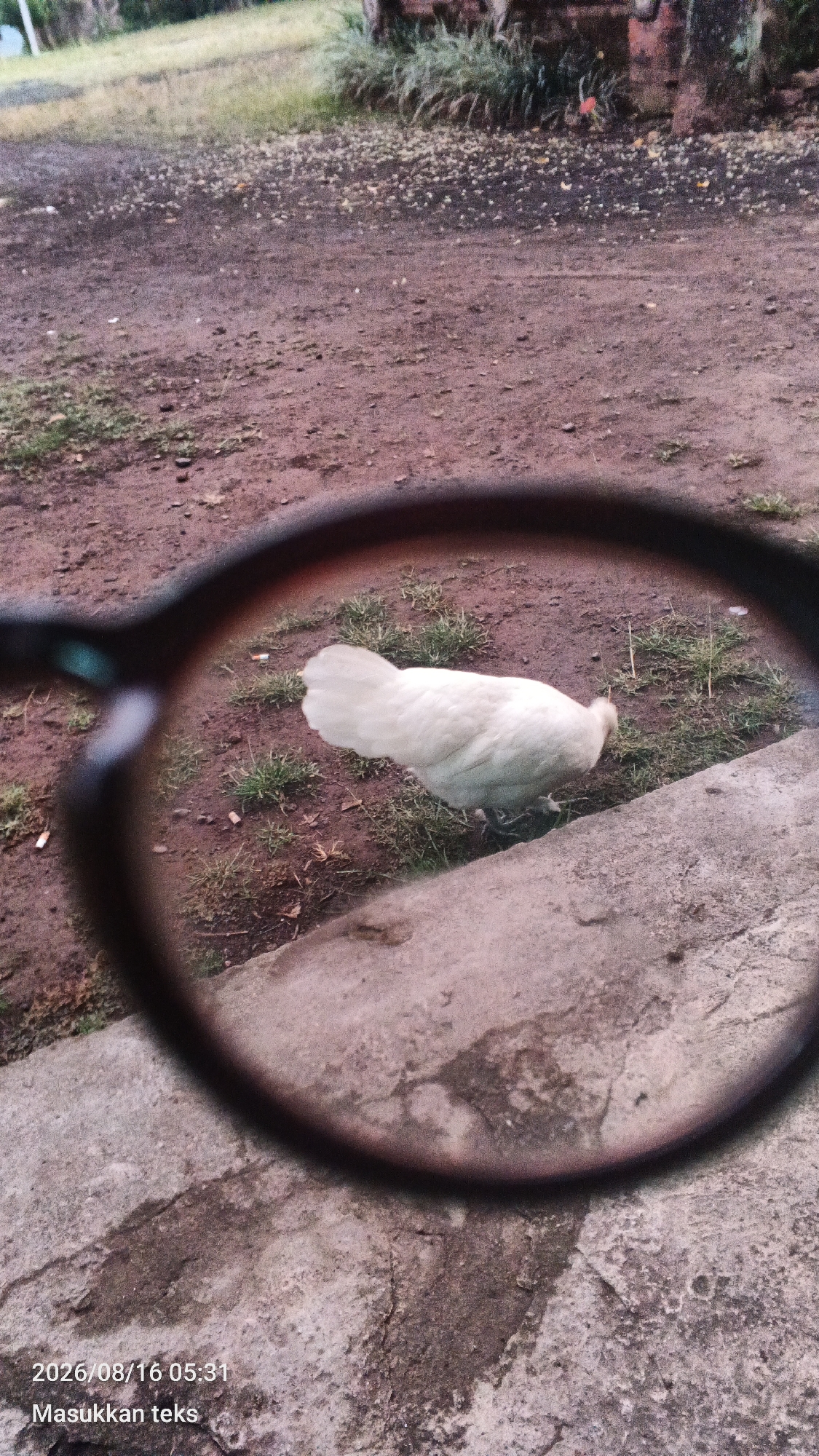 A white chicken is foraging on the ground, seen through the lens of eyeglasses. The environment appears to be outdoors, with dirt, sparse grass, and some concrete structures. The chicken is the central subject within the circular frame of the glasses. The image is timestamped "2026/08/16 05:31" and includes the text "Masukkan teks". The scene is likely a residential or semi-rural area in Kendalpayak, Indonesia, given the provided location context.