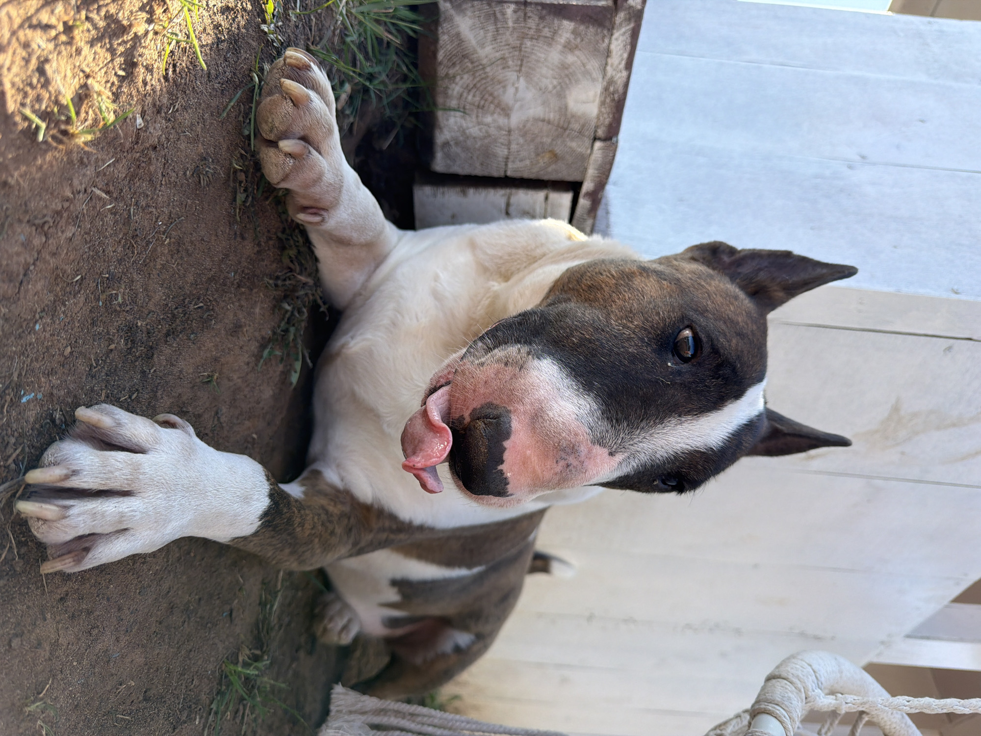 A tan and white bull terrier dog is lying on its side in a yard in Chaikovsky, Russia. Its front paws are extended; one is on dirt next to some grass and the other is next to wooden planks. The dog's tongue is sticking out of its mouth. The environment includes dirt, grass, wooden planks, and sunlight. A length of rope is visible in the bottom right corner of the image.