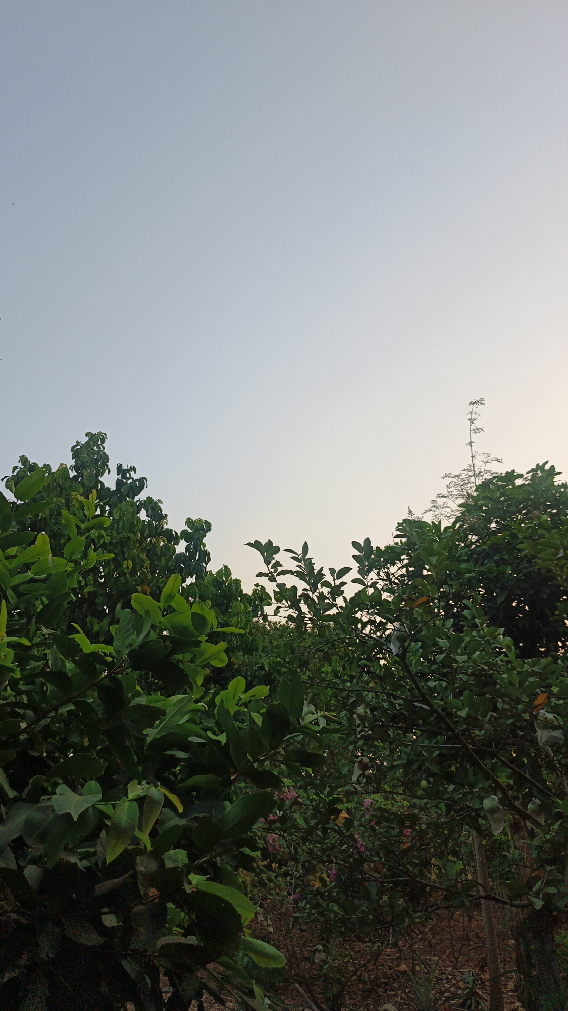 The image depicts a serene natural scene, likely a garden or orchard, in Kandangmas, Indonesia, under a clear, pale sky, possibly at dawn or dusk. Lush green foliage dominates the foreground and midground, with dense leaves forming a canopy of varying shades of green. Some of the branches bear small, round fruits, some of which are wrapped in white paper or plastic, suggesting they are being protected, possibly for harvest or to prevent pest damage. In the background, the vegetation continues, with a tall, slender plant reaching upwards, its delicate structure contrasting with the bulkier trees. The ground is covered in dry earth and sparse vegetation. The overall impression is one of natural abundance and cultivation, with the soft light indicating a tranquil moment in a rural or semi-rural Indonesian setting.