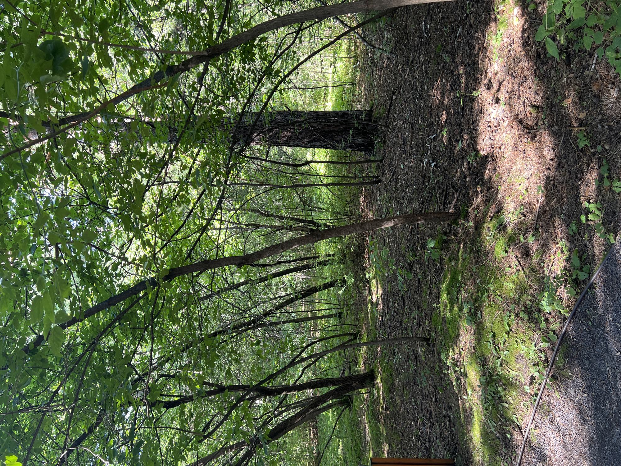 The image depicts a dense forest scene, likely in Krasnoyarsk, Russia. The forest floor is covered with fallen pine needles, cones, and patches of green moss and small plants. Sunlight filters through the thick canopy of green leaves, creating dappled patterns of light and shadow on the ground. Numerous trees of varying sizes and thicknesses populate the scene, with some having dark, rough bark. In the background, the forest continues, with more trees and foliage receding into the distance. The overall impression is of a natural, untamed woodland environment. There are no people or animals visible in the image, nor any man-made structures aside from what appears to be a dark hose or cable lying on the ground in the lower left corner, and a hint of a wooden post.