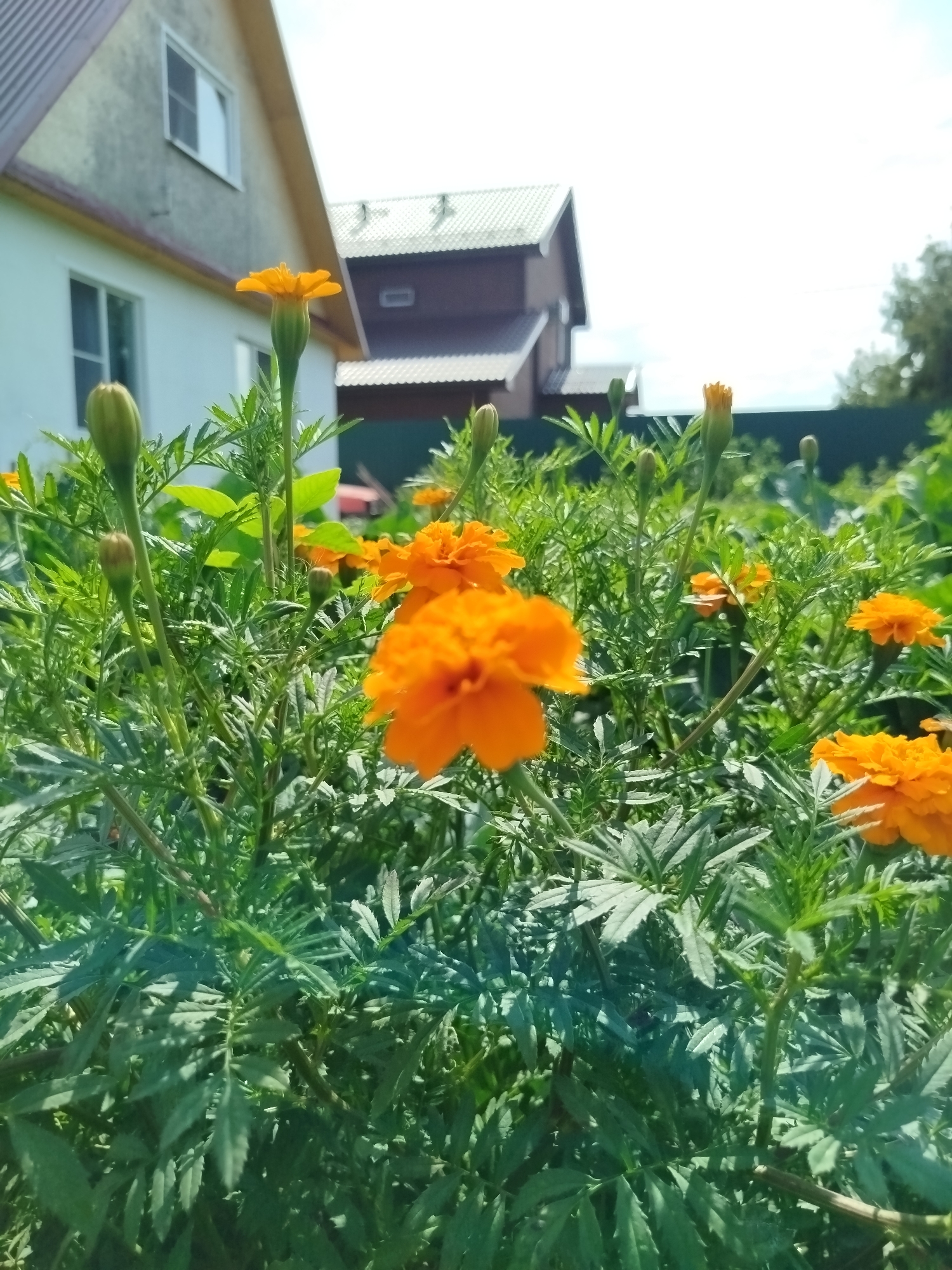 The image shows a cluster of vibrant orange marigold flowers in bloom, interspersed with unopened buds, set against a backdrop of lush green foliage. In the background, two houses are visible. The house on the left is a two-story building with a light-colored facade and a grey, corrugated roof. It features several windows. The house on the right is a darker color, with a pitched roof and visible window frames. A green fence runs along the boundary of the property. The sky above is bright and clear. The scene appears to be a residential garden in the city of Berdsk municipality, Russia, under sunny conditions.