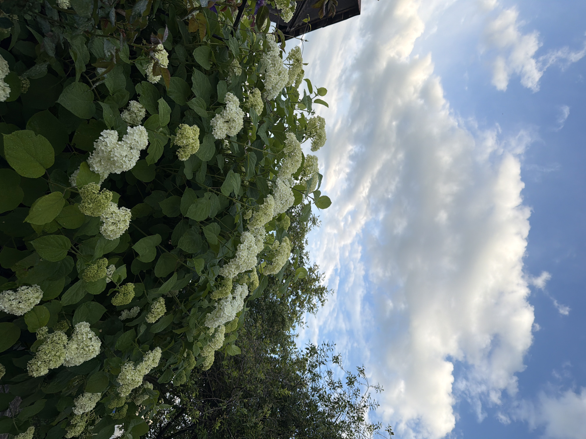 The image shows a lush green hydrangea bush in bloom, covered in white flowers. The bush is large and abundant, with many clusters of delicate white petals. The leaves are large and dark green, suggesting a healthy and well-watered plant. Behind the hydrangea, there are several trees with dark green foliage. To the left of the frame, a portion of a dark, weathered wooden structure, possibly a shed or part of a building, is visible. The sky above is a bright blue with scattered white, puffy clouds, indicating a clear day. The overall impression is one of a vibrant and natural outdoor setting. The location is stated to be Sukhodol, Russia, though no specific landmarks are identifiable within the image to confirm this. There are no people or animals present in the scene.