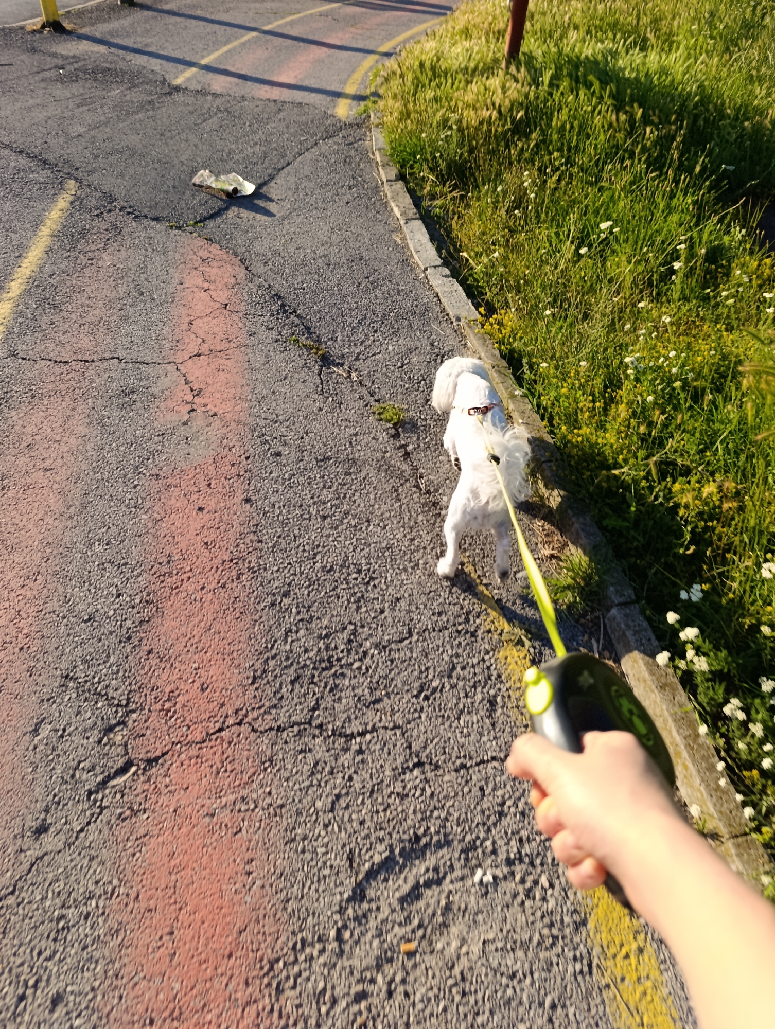 A first-person perspective shot of a person walking a small white dog on a leash. The dog is facing away from the camera, towards the right side of the frame, and is on a bright yellow retractable leash. The person's hand is visible in the lower right corner, holding the leash mechanism. The scene appears to be an asphalt path with yellow and red markings, possibly a parking lot or road. Green grass and small white flowers line the right edge of the path. A piece of crumpled white paper is visible on the asphalt in the upper left quadrant of the image. The lighting suggests it is daytime.