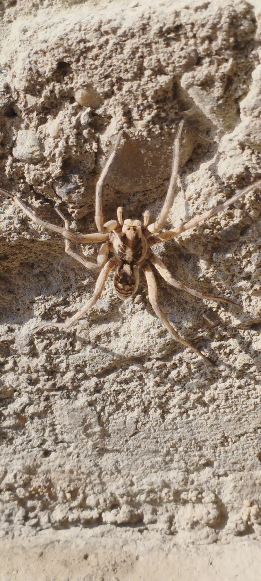 A tan spider with dark markings on its abdomen and cephalothorax is positioned on a textured, light-colored wall. The spider's legs are splayed outwards, with its front two legs raised slightly. The wall appears to be made of rough stone or concrete, with visible granular texture and shadows that create a sense of depth. The lighting suggests the photo was taken outdoors during the day, with sunlight casting harsh shadows. The specific location is in Mehnatabad, Uzbekistan.