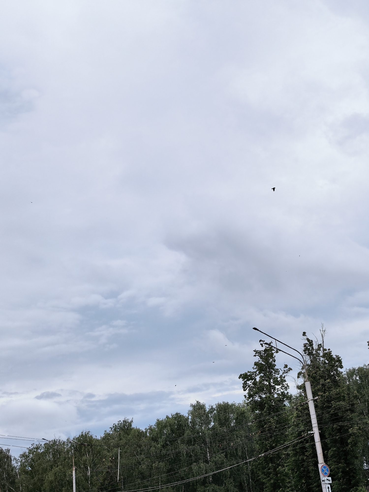 An outdoor scene in Sterlitamak, Russia, captures a cloudy sky over a line of dense green trees. Approximately two-thirds of the image is dominated by the sky, filled with light grey and white overcast clouds, suggesting a muted, possibly cool, daytime environment without direct sunlight. Several small, dark birds are visible against the sky, with one prominent bird in flight in the upper right quadrant.
In the lower third of the frame, a lush band of deciduous trees forms a natural barrier, with varied shades of green indicating different foliage densities. Interspersed among the trees and along the right edge are man-made structures:
On the right, a tall, light-colored utility pole with a street light fixture extends into the upper right corner. Numerous black utility wires crisscross the middle ground, extending between poles, with another partially visible pole on the far left.
Attached to the main utility pole are two road signs. The upper sign is a standard blue circular "No Stopping" sign, featuring a red diagonal line through a white 'X' over a blue background, indicating a prohibition. Below it, a rectangular white sign with an upward-pointing black arrow provides a directional cue for the regulation.
The scene depicts a common roadside landscape, devoid of people, focusing on the interplay between the natural elements of the trees and birds, and urban infrastructure under an overcast sky.