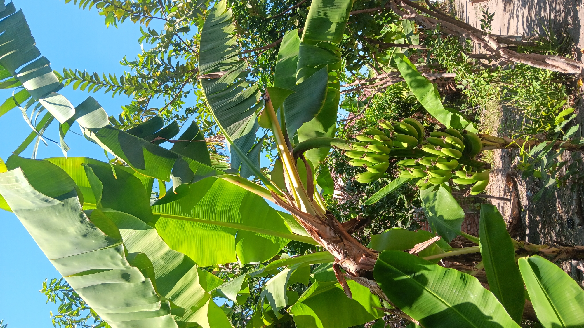 The image depicts a cluster of unripe green bananas hanging from a banana tree in Sonobekel, Indonesia. The banana tree's large, vibrant green leaves dominate the foreground, catching the sunlight and creating a sense of lushness. Behind the banana tree, other greenery, including what appears to be a guava tree, is visible, along with a bright blue sky. The ground beneath the trees is covered with dry leaves and soil, suggesting an outdoor, possibly rural or garden setting. The overall impression is one of a natural, sun-drenched environment.
