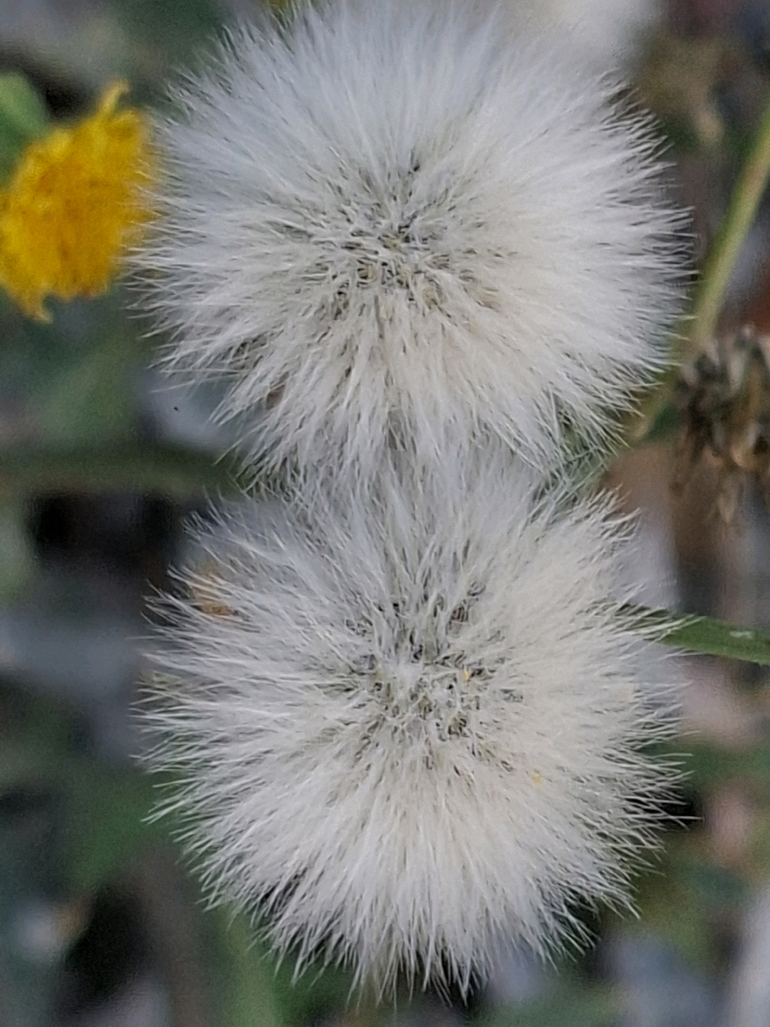 The image shows two fluffy, white seed heads of a plant, possibly dandelions or a similar species. One seed head is larger and positioned in the foreground, while a slightly smaller one is behind and above it. To the left of the larger seed head is a blurred yellow flower. The background is out of focus, with shades of green and brown suggesting a natural outdoor environment. There is no indication of the city of Almaty, Kazakhstan, or any specific urban setting. The image focuses solely on the botanical subjects.