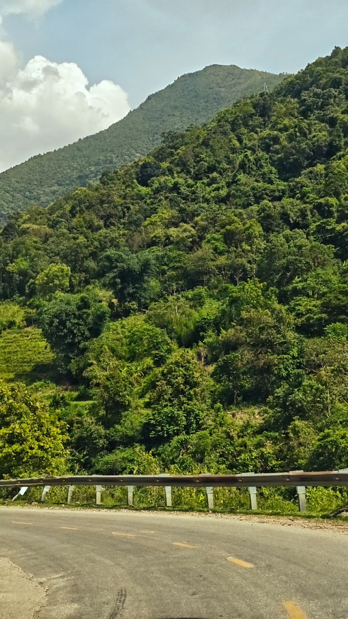 This vertical image captures a lush, mountainous landscape in Muong Kim, Vietnam, under a bright, partly cloudy sky. In the foreground, a paved asphalt road runs horizontally across the bottom, featuring faded yellow dashed lines in the center and visible tire marks. A sturdy metal guardrail, light grey in color with white vertical supports, parallels the road, delineating the edge of the steep mountainside.
The main subject of the image is the expansive mountain covered in dense, vibrant green foliage. Various species of trees and shrubs create a rich, textured canopy, suggesting a tropical or subtropical forest environment. On the lower left slope, there appear to be sections of terraced land, possibly for cultivation, blending into the natural greenery. Behind this immediate mountain, other forested peaks rise, receding into the distance and adding depth to the scene.
The sky above is a light blue, adorned with large, fluffy white clouds, indicating a bright daytime setting, likely late morning or early afternoon. The overall impression is one of natural beauty and tranquility in a remote, verdant region. No specific activity or event is taking place, and no people or visible text are present in the image.