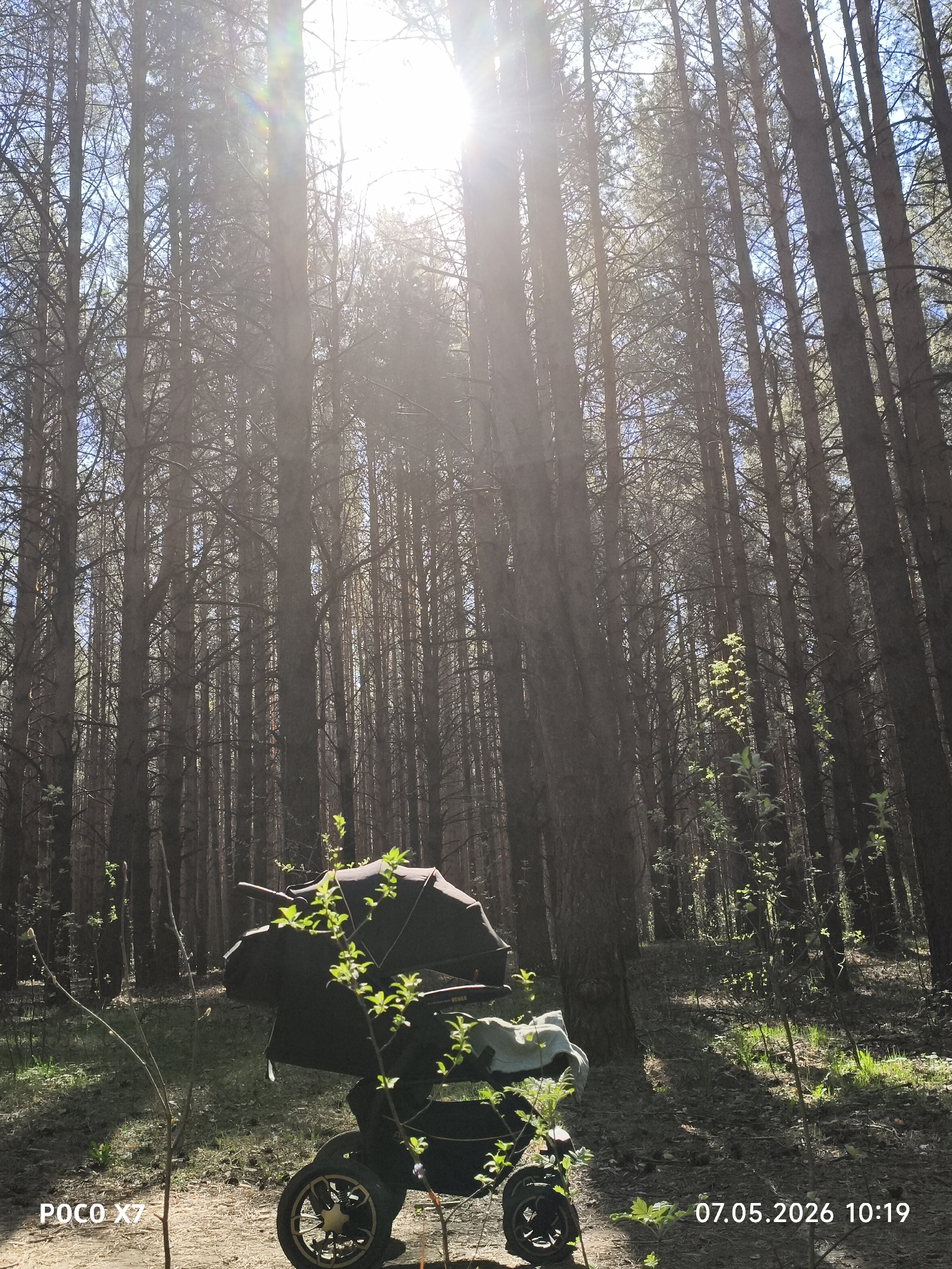 The image shows a wooded area in Chaikovsky, Russia. The sun is high and obscured by tall pine trees, casting light rays through the forest canopy. In the foreground stands a dark-colored baby stroller overgrown with small sprouts and green leaves. The ground is covered with dirt and small plants. The timestamp on the image reads "07.05.2026 10:19". The device used to take the picture is labeled "POCO X7".