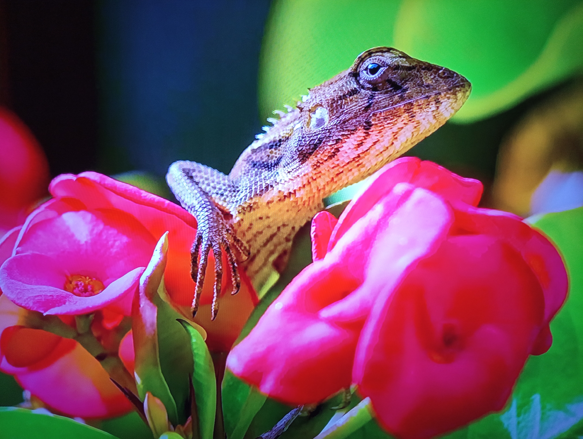 A close-up shot showcases a lizard perched on bright pink flowers. The lizard, with its scales in shades of brown and orange, is the central subject, its head tilted slightly as it looks to the right. Its eye is clearly visible, a dark pupil within a lighter iris. The lizard's front leg, with its sharp, delicate claws, rests on the petals of a flower.
The flowers are a vibrant pink, with some appearing fully open and others still in bud. They are surrounded by green foliage, which contributes to the natural setting of the image. The background is a blur of dark green and hints of brighter green, suggesting a garden or natural habitat. The lighting appears to be natural, possibly indicating daytime. No text is visible in the image. The overall impression is one of a quiet moment in nature, focusing on the intricate details of the lizard and its floral environment.