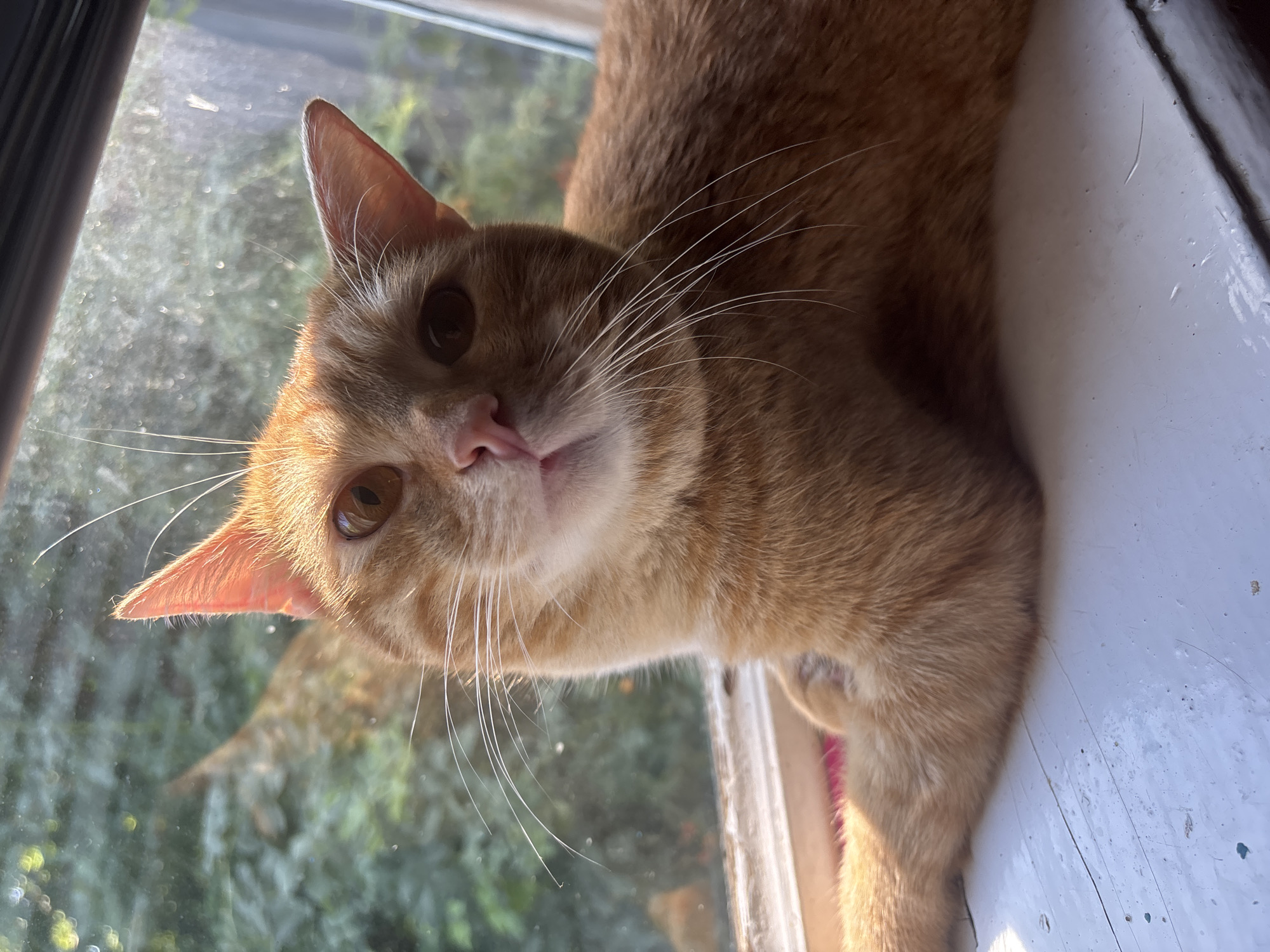 A close-up, eye-level shot captures an orange tabby cat lounging on a white, weathered windowsill. The cat is positioned on the right side of the frame, with its body extending out of view. Its head is turned towards the camera, with amber eyes looking directly into the lens. The cat's fur is illuminated by natural light, casting a warm glow.
The windowsill appears to be made of wood and shows signs of age and wear, with visible cracks and possibly paint peeling in some areas. Behind the cat, a window looks out onto a blurred background of lush green foliage, suggesting an outdoor environment. Sunlight streams through the window, creating bright highlights and a bokeh effect on the glass. The scene is devoid of any human presence, and the only subject is the cat. The overall impression is one of quiet domesticity, with the cat enjoying a sunbeam.
This scene is not explicitly located in the city of Nadezhda, Russia.