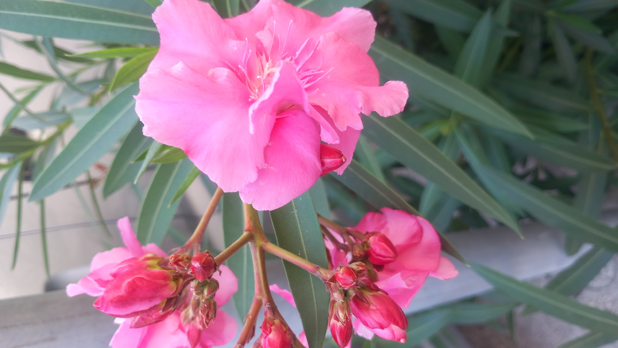 A close-up, vertical, eye-level shot focuses on several bright pink oleander flowers and buds against a blurred background of green leaves and a gray vertical post. The flowers exhibit multiple delicate, ruffled petals, with some fully open and others in various stages of budding. The prominent open flower on the right displays a deep pink center and lighter pink outer petals, with wispy white stamens visible. Several smaller, tightly closed buds cluster on branching stems, their tips a darker, richer pink. The leaves are long, narrow, and a deep green, characteristic of oleander plants. A hint of a gray, possibly concrete, vertical structure is visible on the left side of the frame, partially obscured by the foliage and flowers. The lighting suggests an outdoor setting, possibly in a garden or natural environment in Kos, Greece.